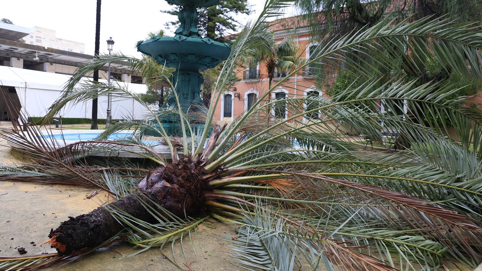 Palmera caída en la casa Colón.