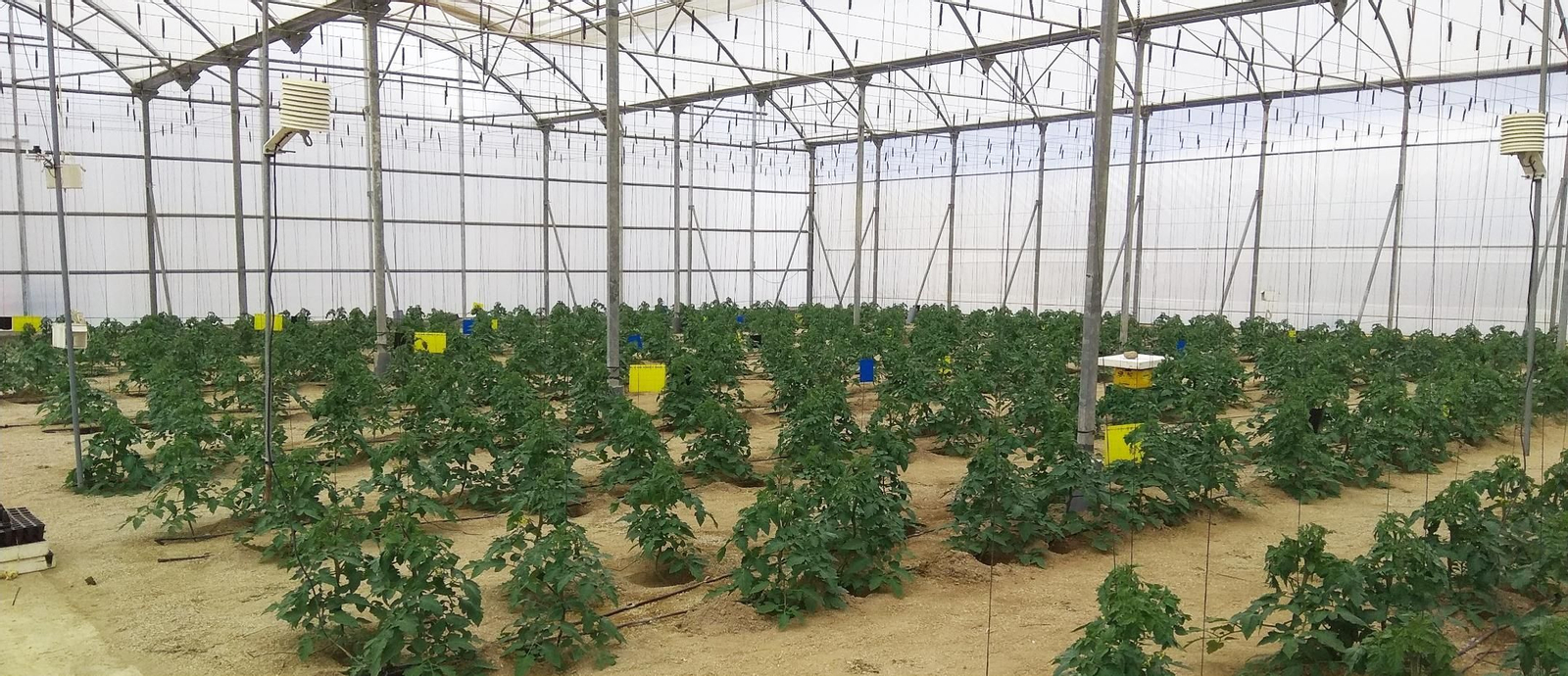 Invernadero cubierto con plásticos Politiv con tecnología Diamante15