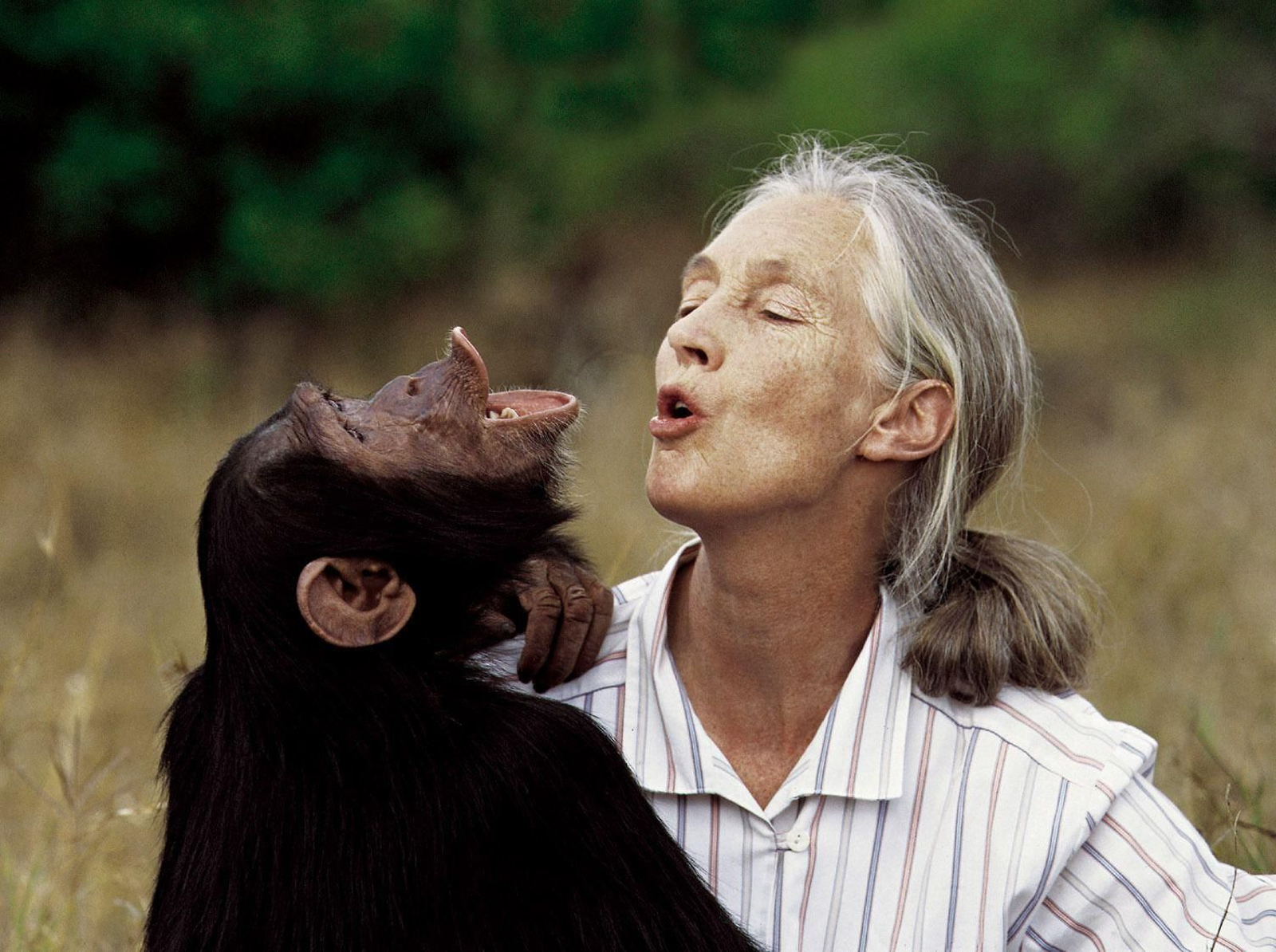 Jane Goodall con un chimpancé, en una imagen de archivo.