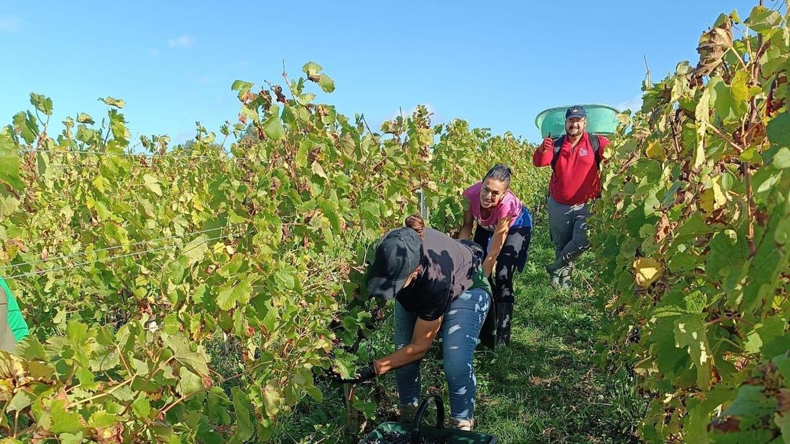 Vecinos de Valdepeñas de Jaén trabajan en la vendimia francesa.