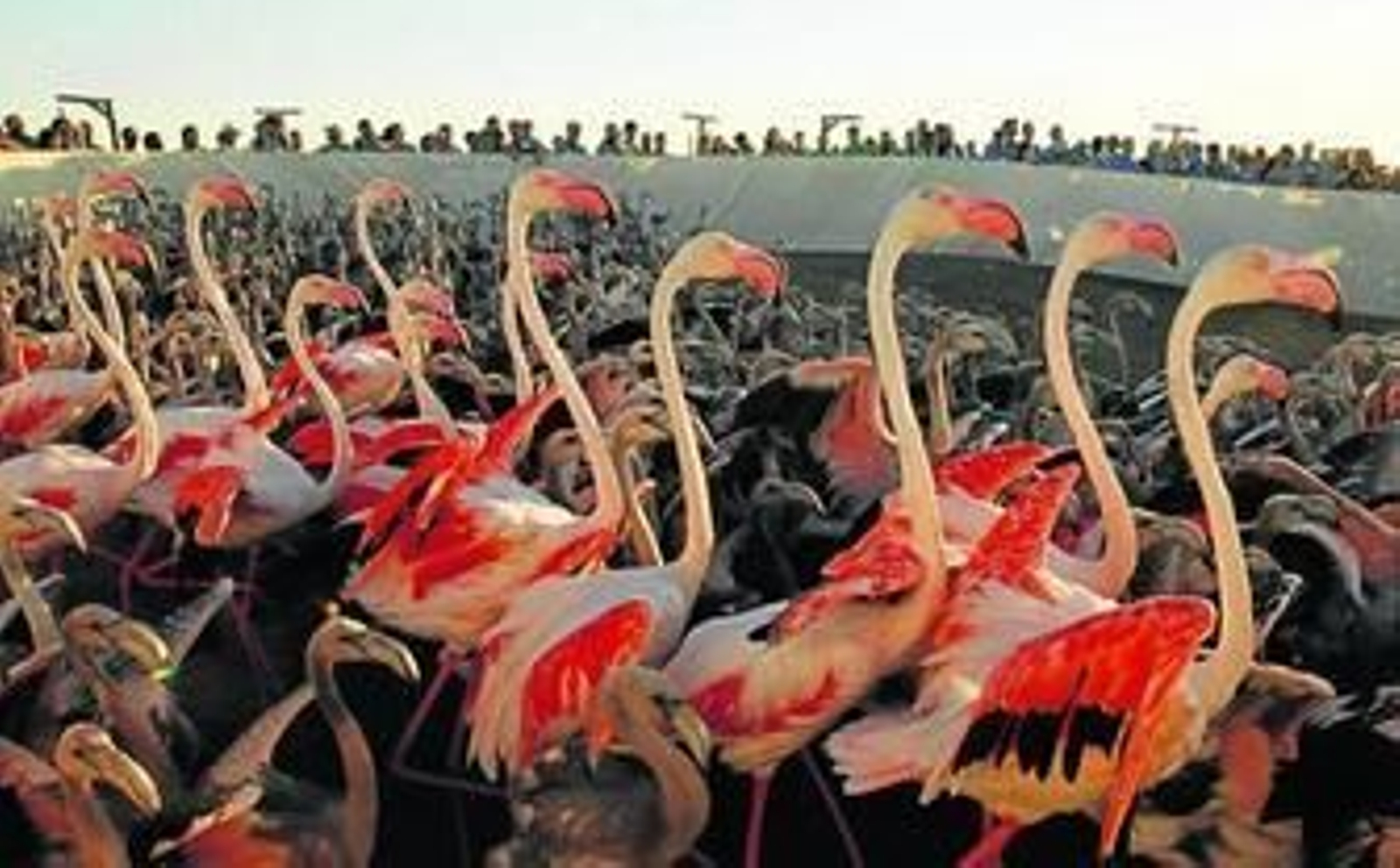 El gran nido rosa que acoge a los más de 20.000 pollos de flamenco nacidos este año en el espacio protegido.