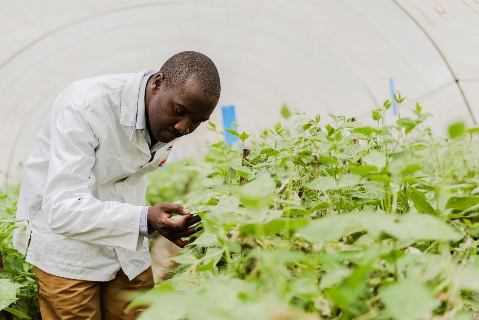 La adquisición de Dudutech marca otro paso importante para Bioline Agrosciences.