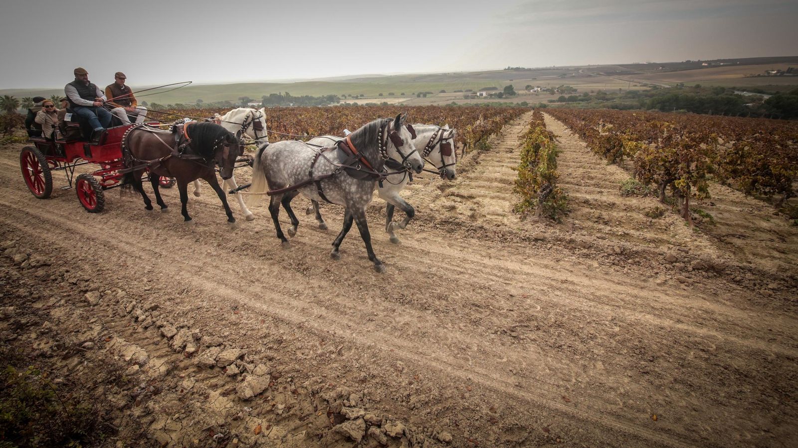 Búscate en la III Ruta Viñas de Jerez de Enganches