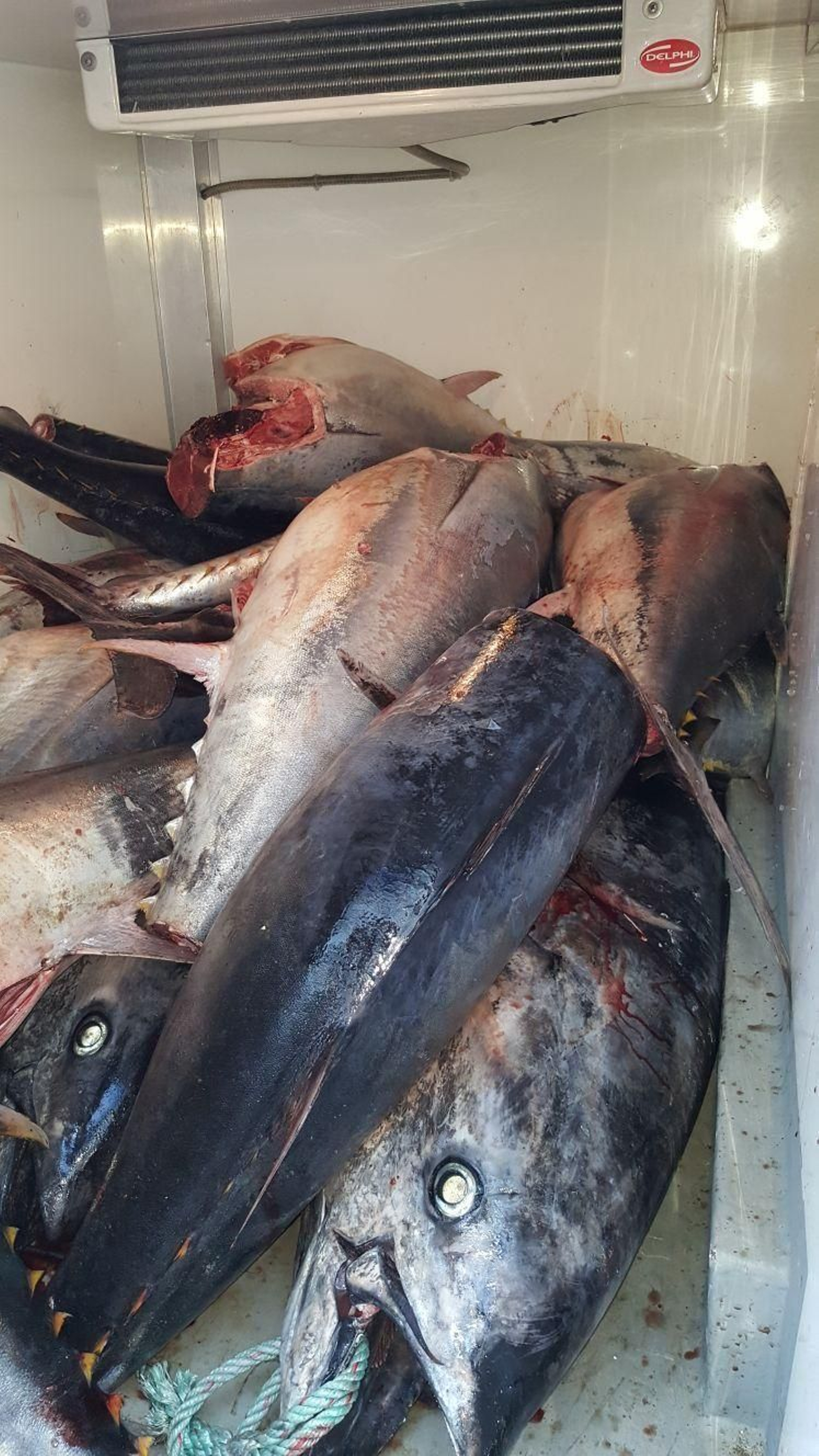 Los 20 ejemplares intervenidos.