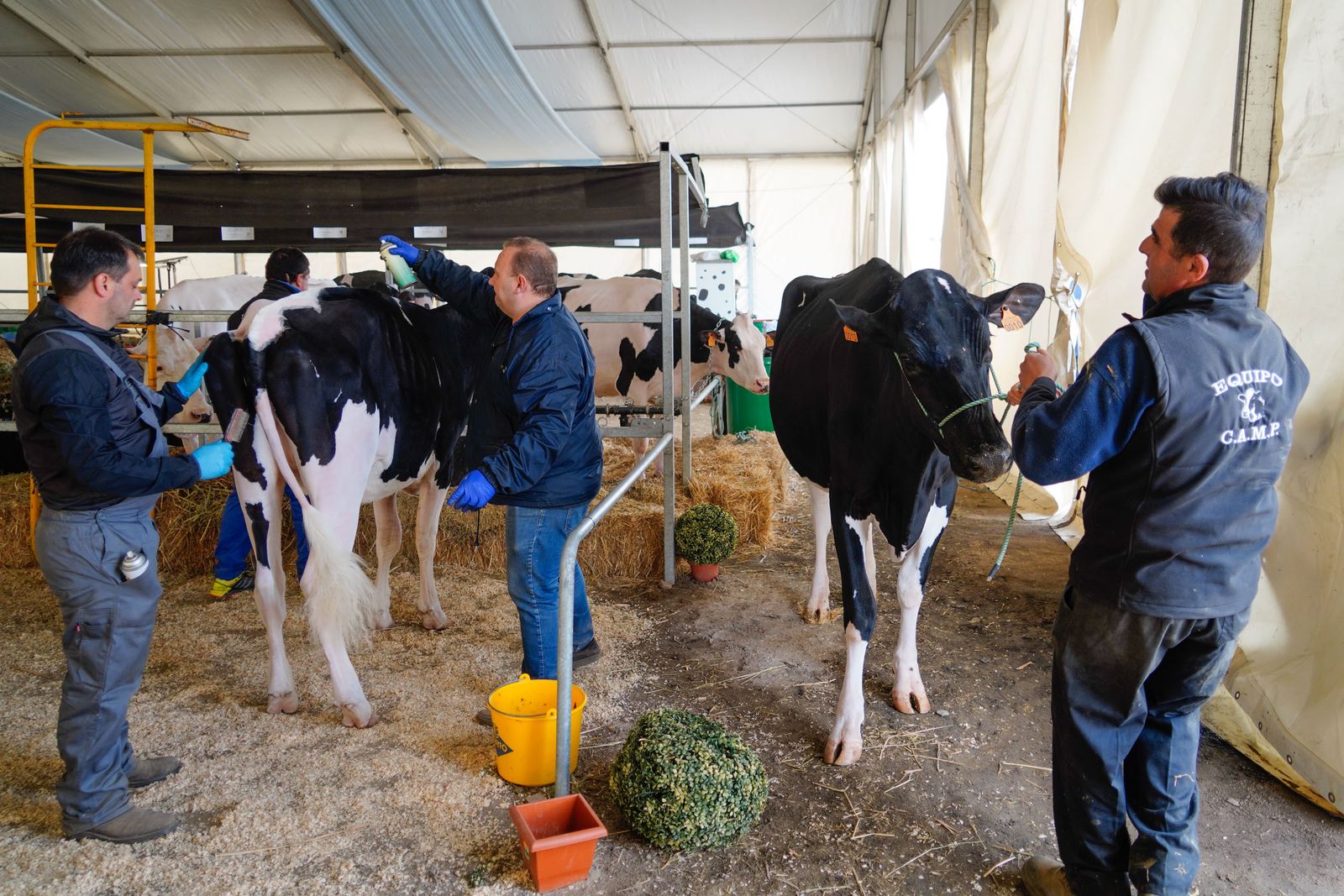 La Feria de Ganado Frisón Usías Holsteins de Dos Torres, en fotografías