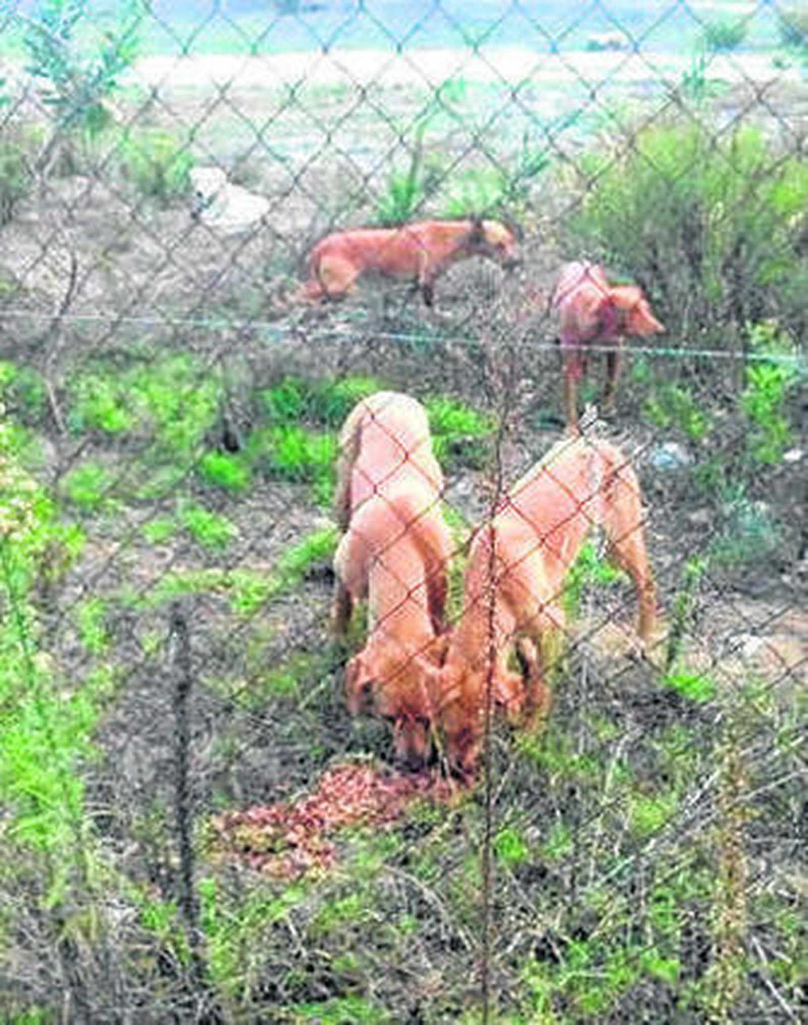 Perros, en La Línea.