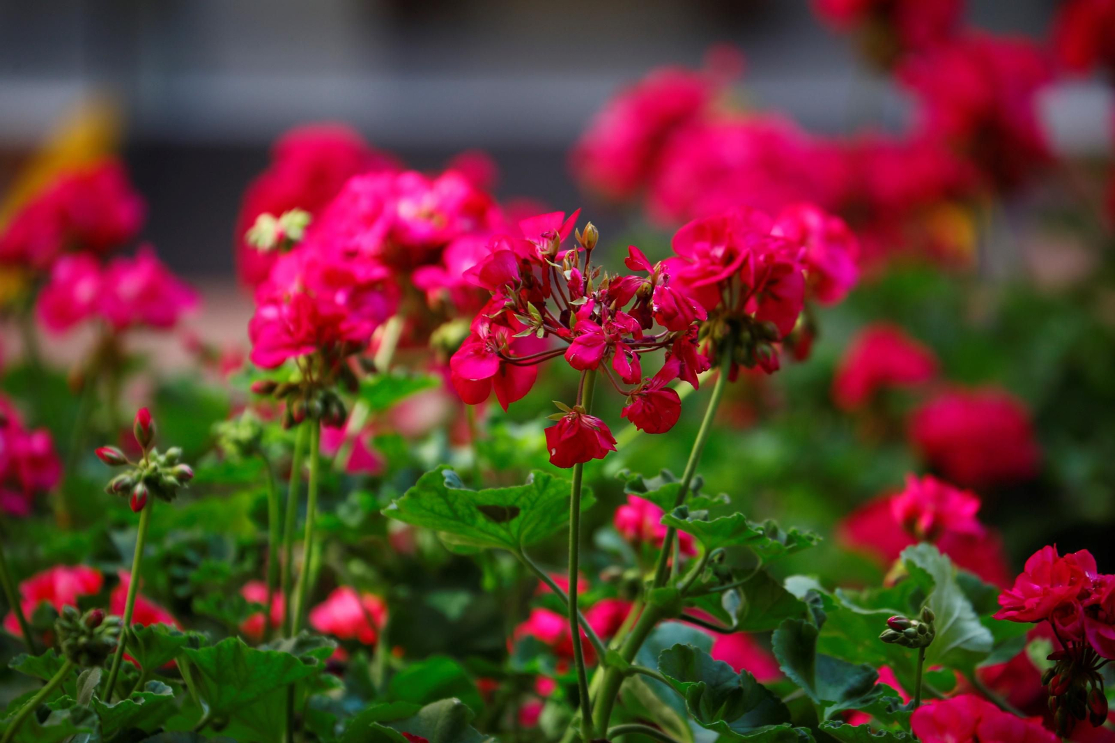 Patio del colegio Nuestra Señora de la Piedad.