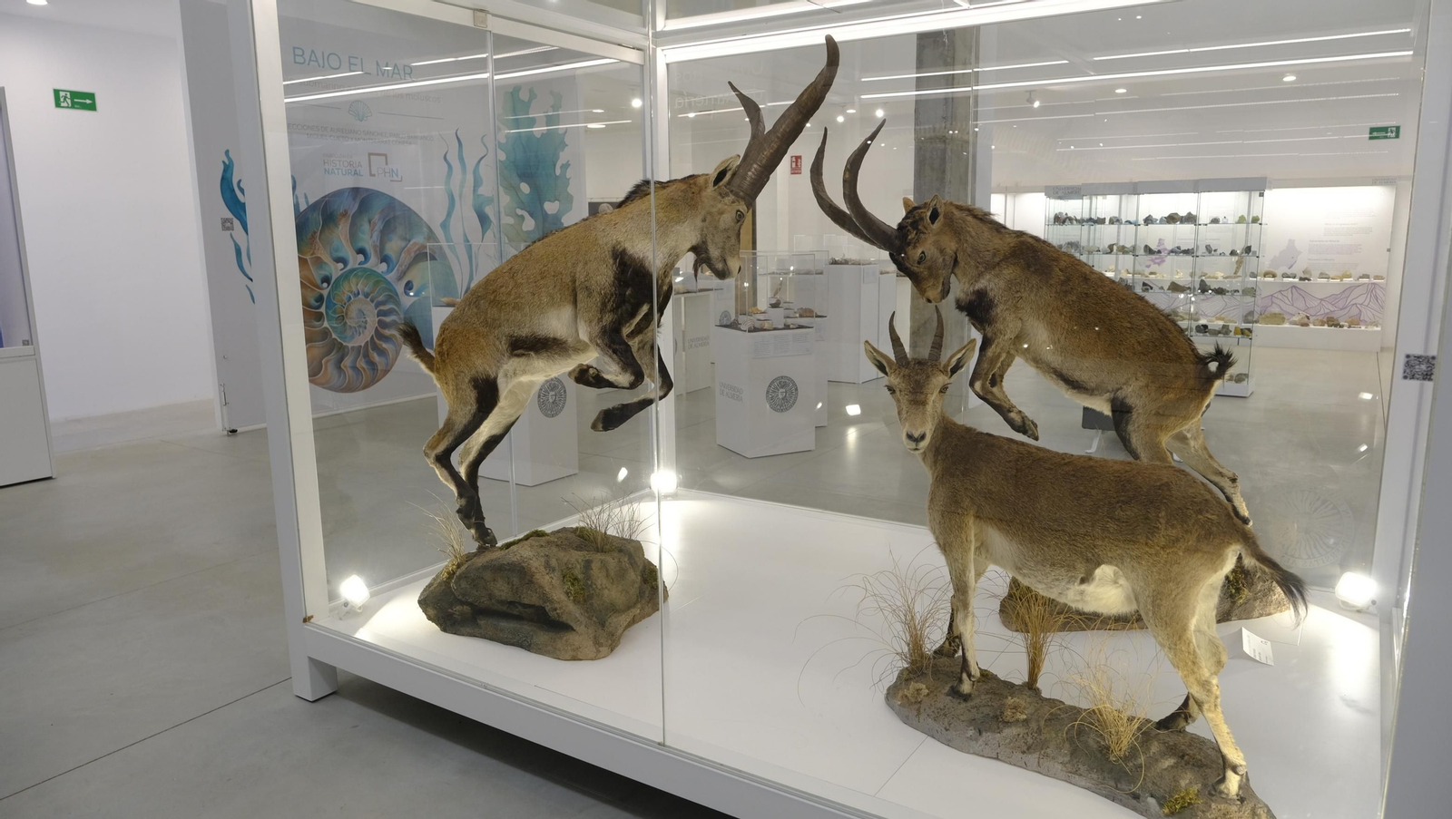 Descubre en estas fotos las maravillas que esconde el Pabellón de Historia Natural de la UAL