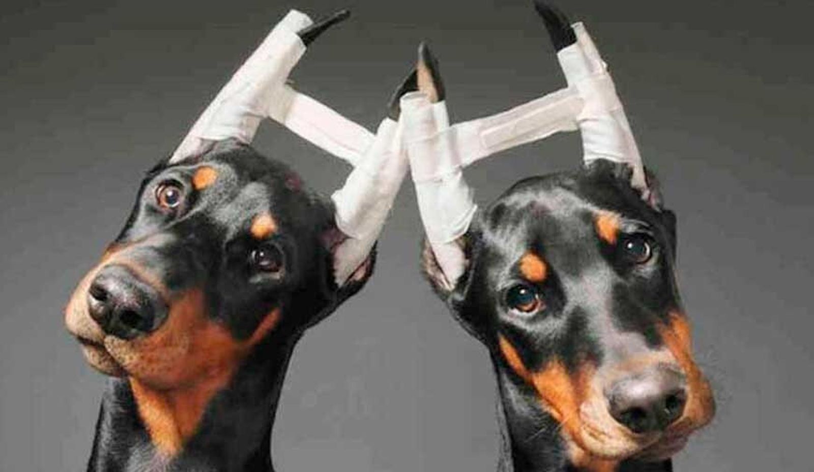 Detenida una persona en Cáceres por maltratar a más de un centenar de perros