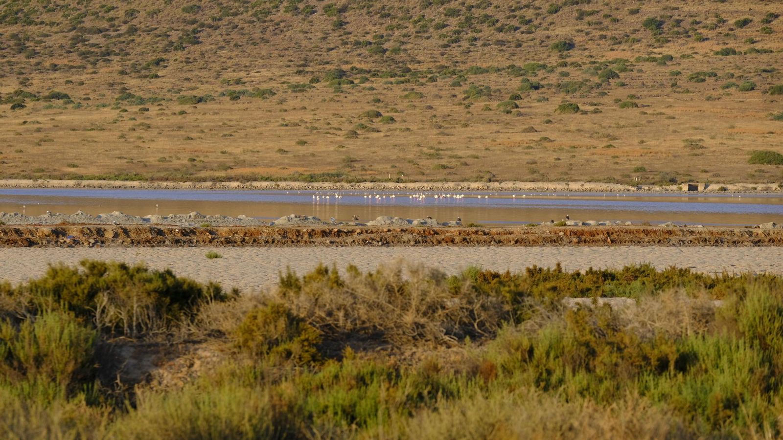 Los flamencos en el único humedal que queda en Cabo de Gata / JAVIER ALONSO