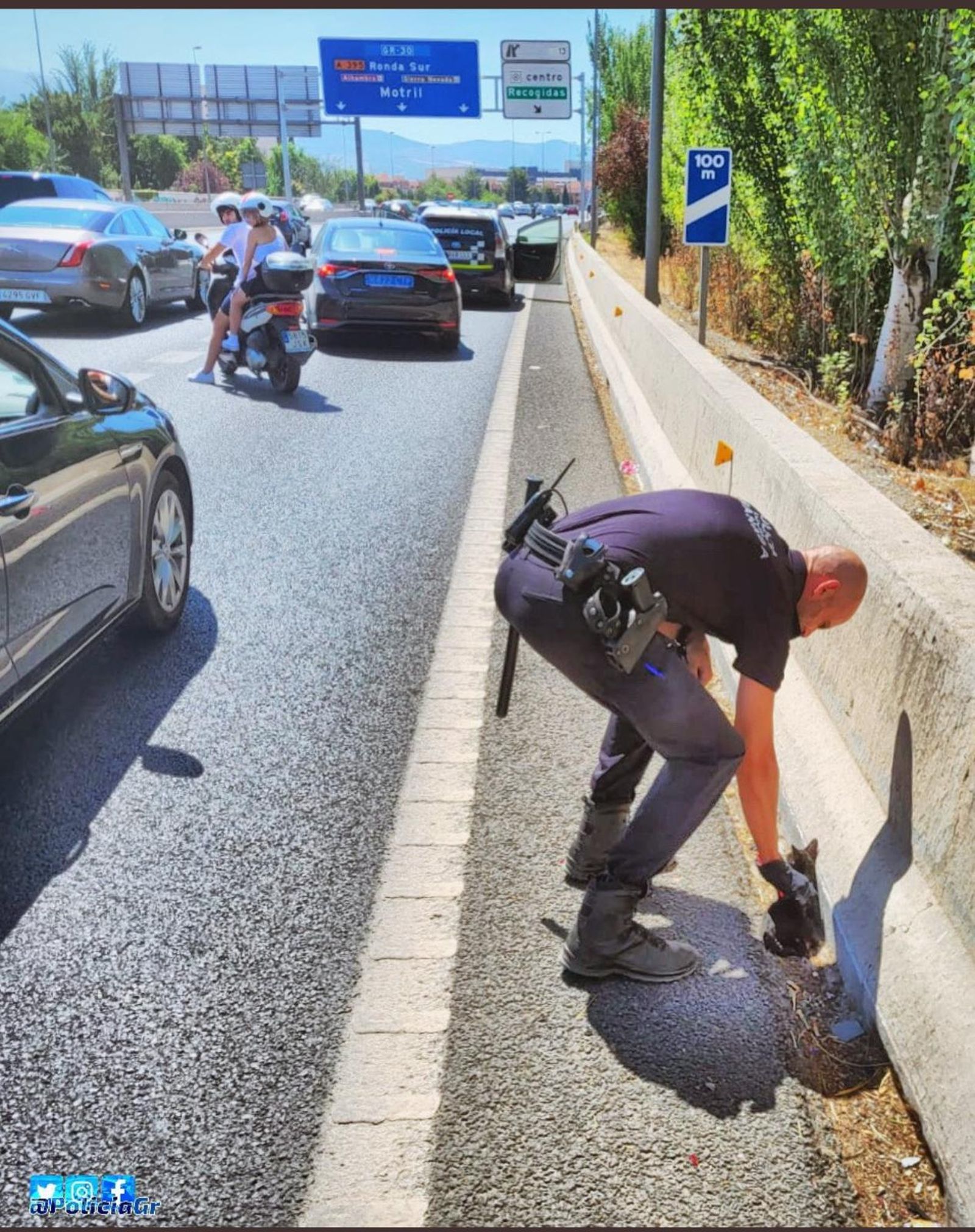 Rescatan a un gato de la autovía de Granada