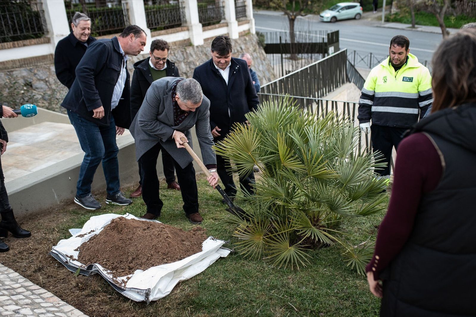 Plantación del palmito.