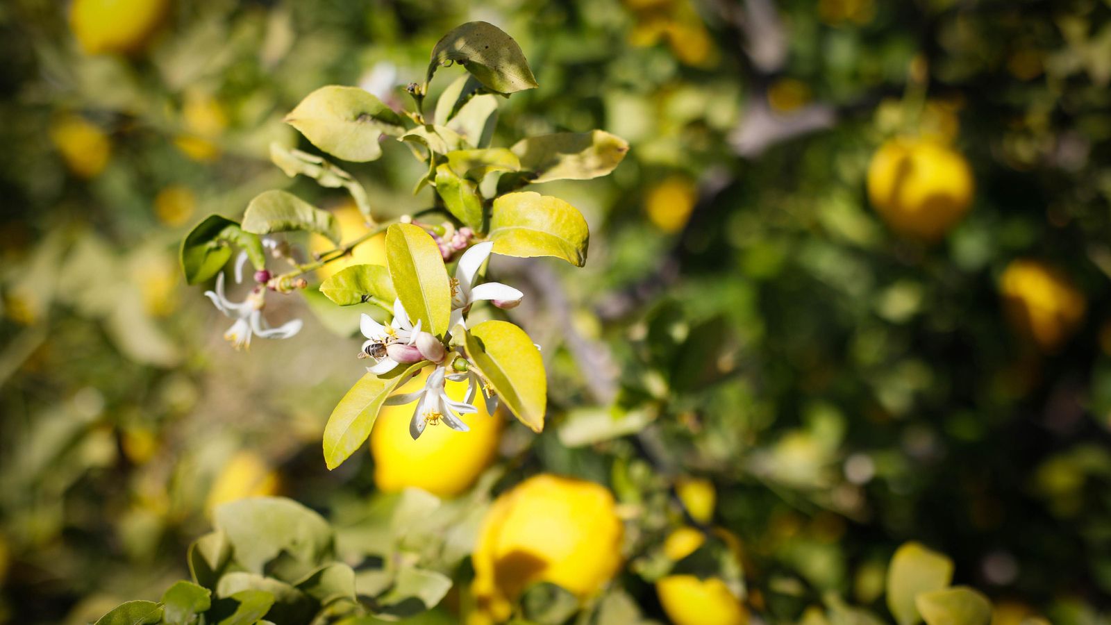 Limón y flor en el mismo árbol.