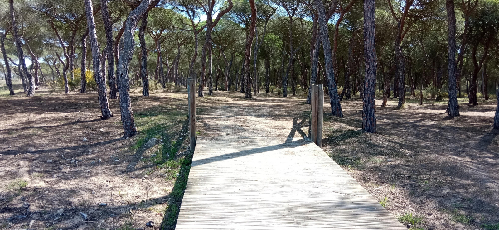 Las imágenes de la ruta de las salinas del Astur y los pinares de Punta Umbría