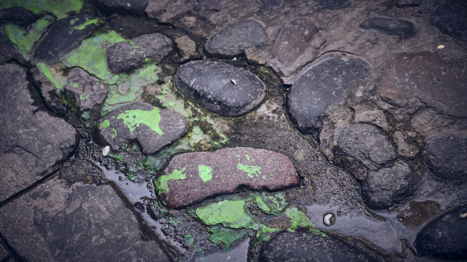 Las imágenes del estado de dejadez que presenta el Pópulo