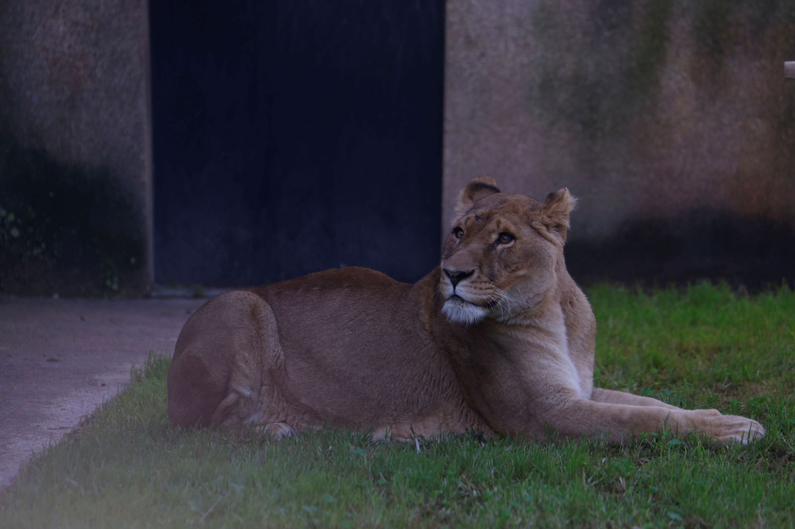 Las mejores imágenes de Zazu y Aissa, la nueva pareja de leones del Zoo de Córdoba