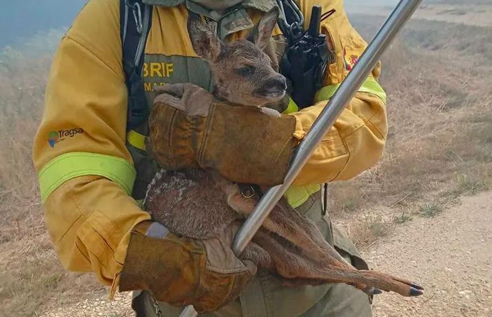 Los incendios de Zamora y Ávila podrían haber afectado a 300.000 animales según la ONG Franz Weber
