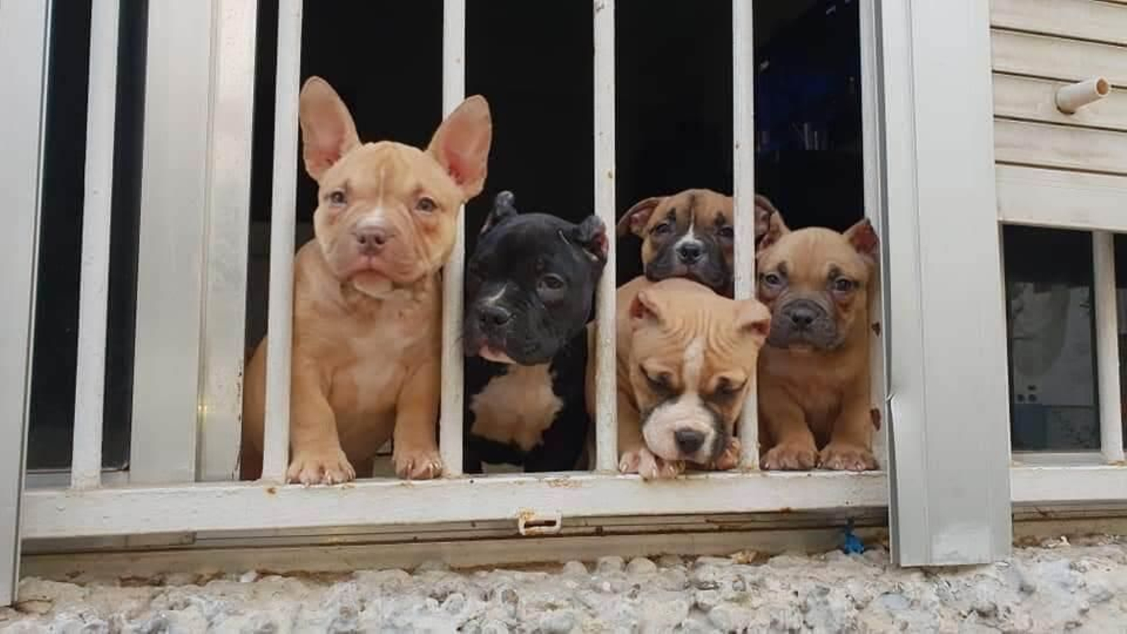 Los perros del acusado asomados a su ventana Los perros del acusado asomados a su ventana