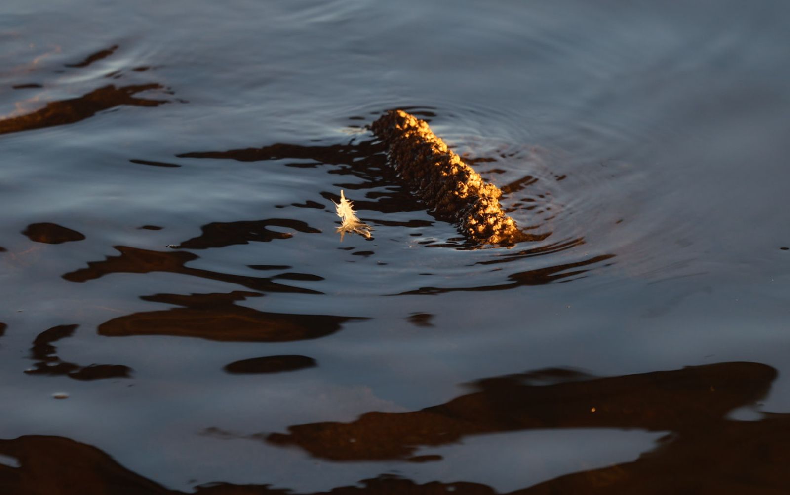 La Punta del Sebo, un lugar maravilloso para visitar y fotografiar a los pies de los ríos Tinto y Odiel