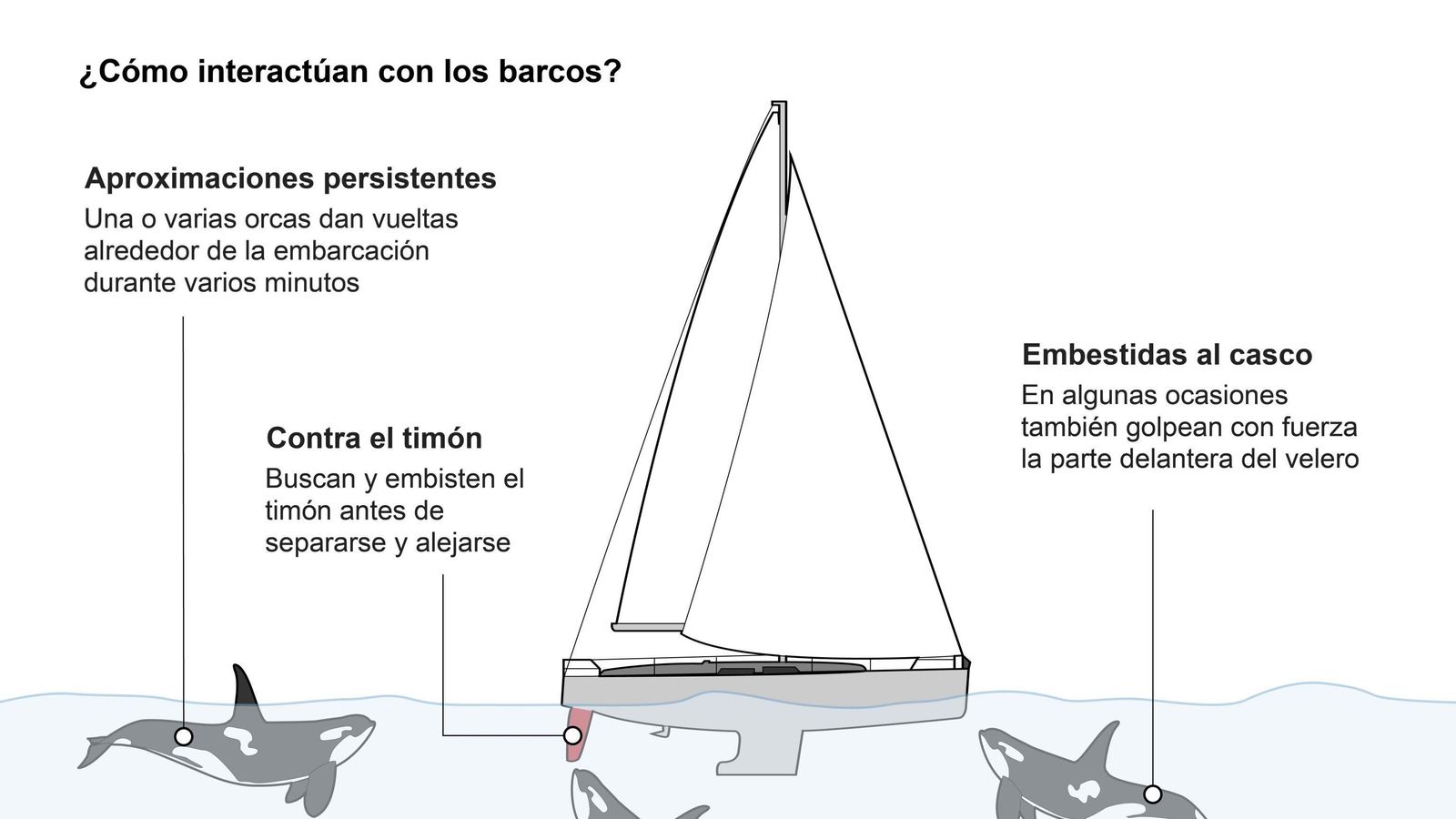 Así interactúan las orcas con los barcos. Así interactúan las orcas con los barcos.