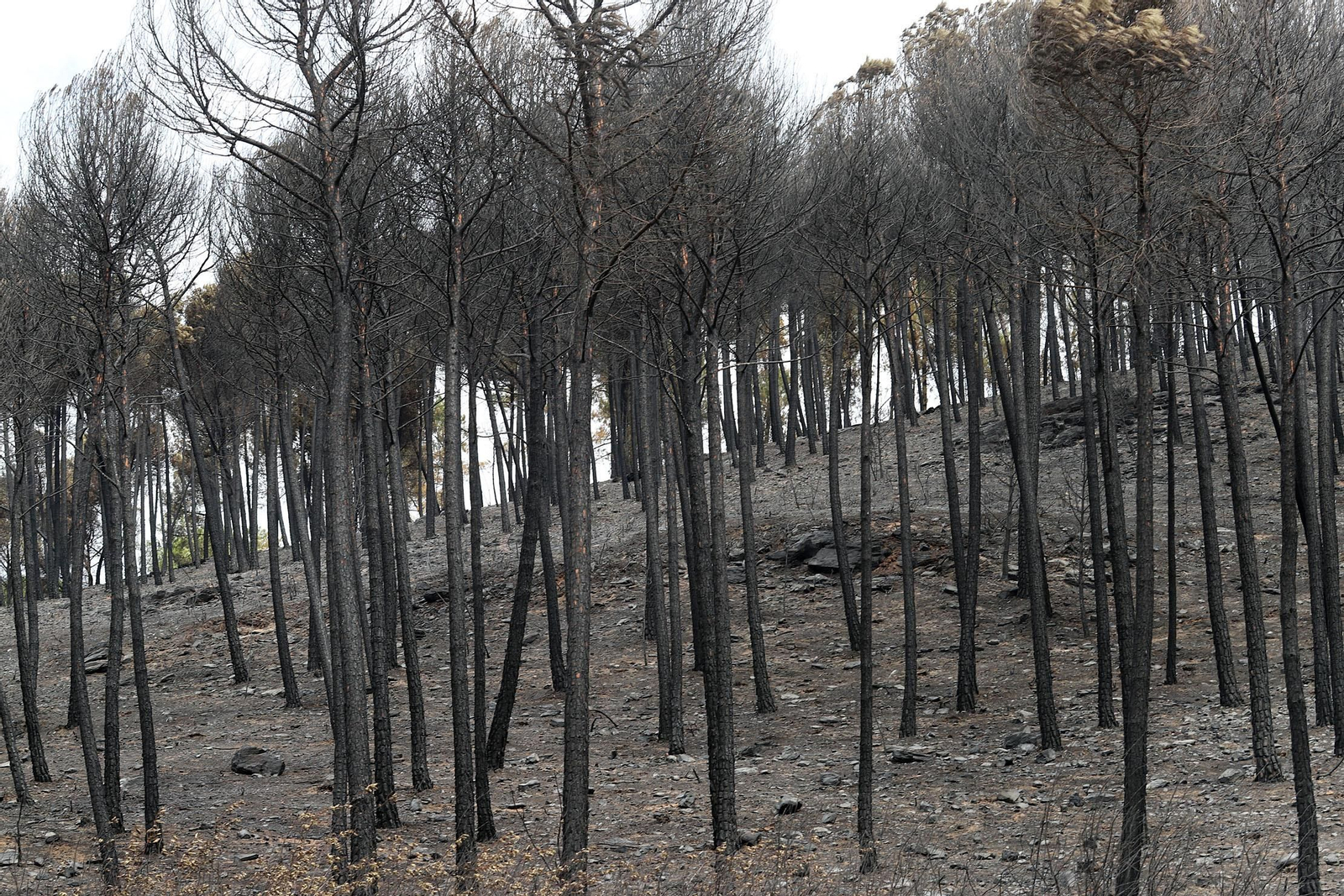 Imágenes de la devastación causada en los montes por el incendio de Almonaster la Real