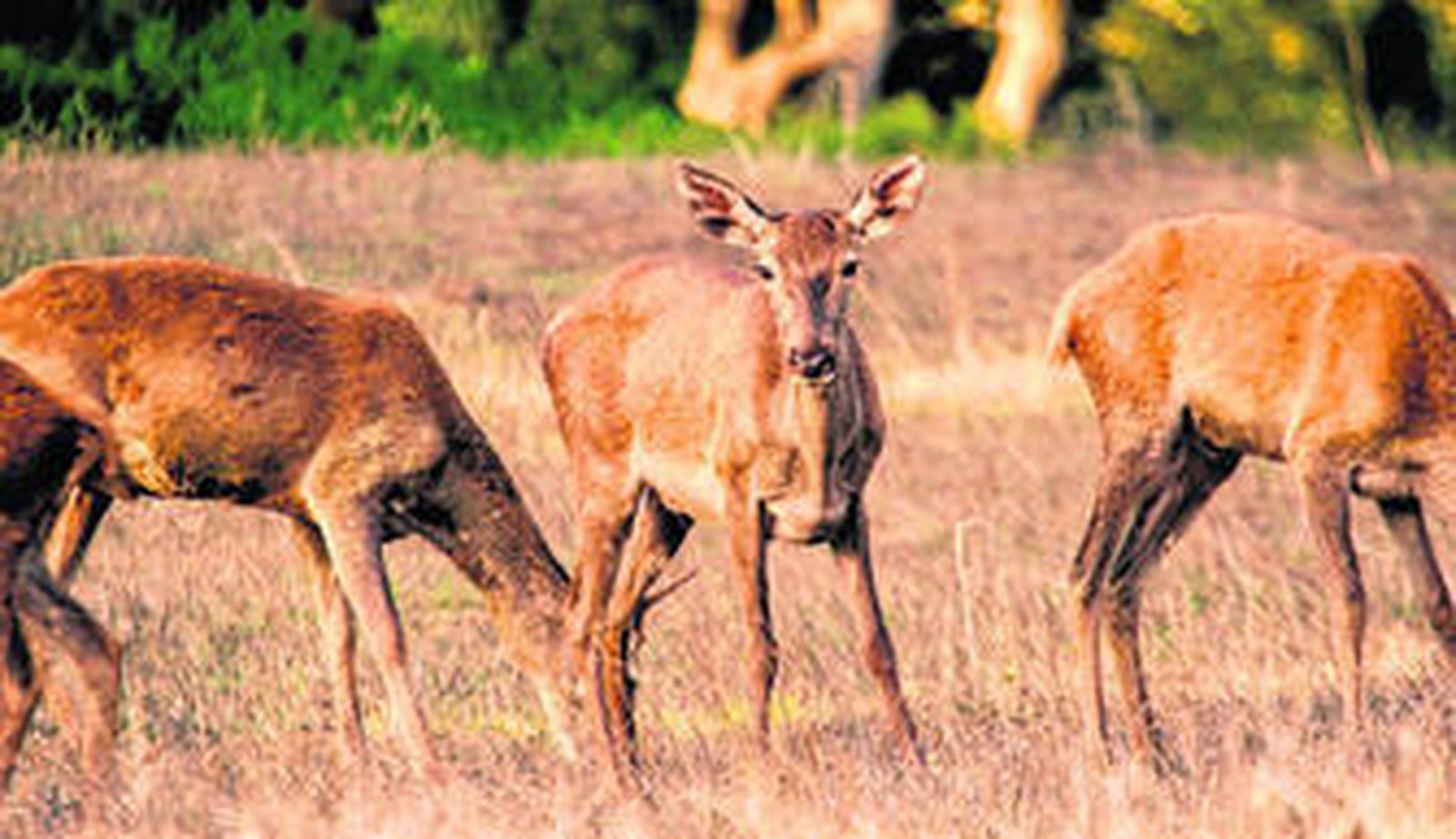 Una cierva mira a la cámara en el Parque Natural de Los Alcornocales, en Cádiz.