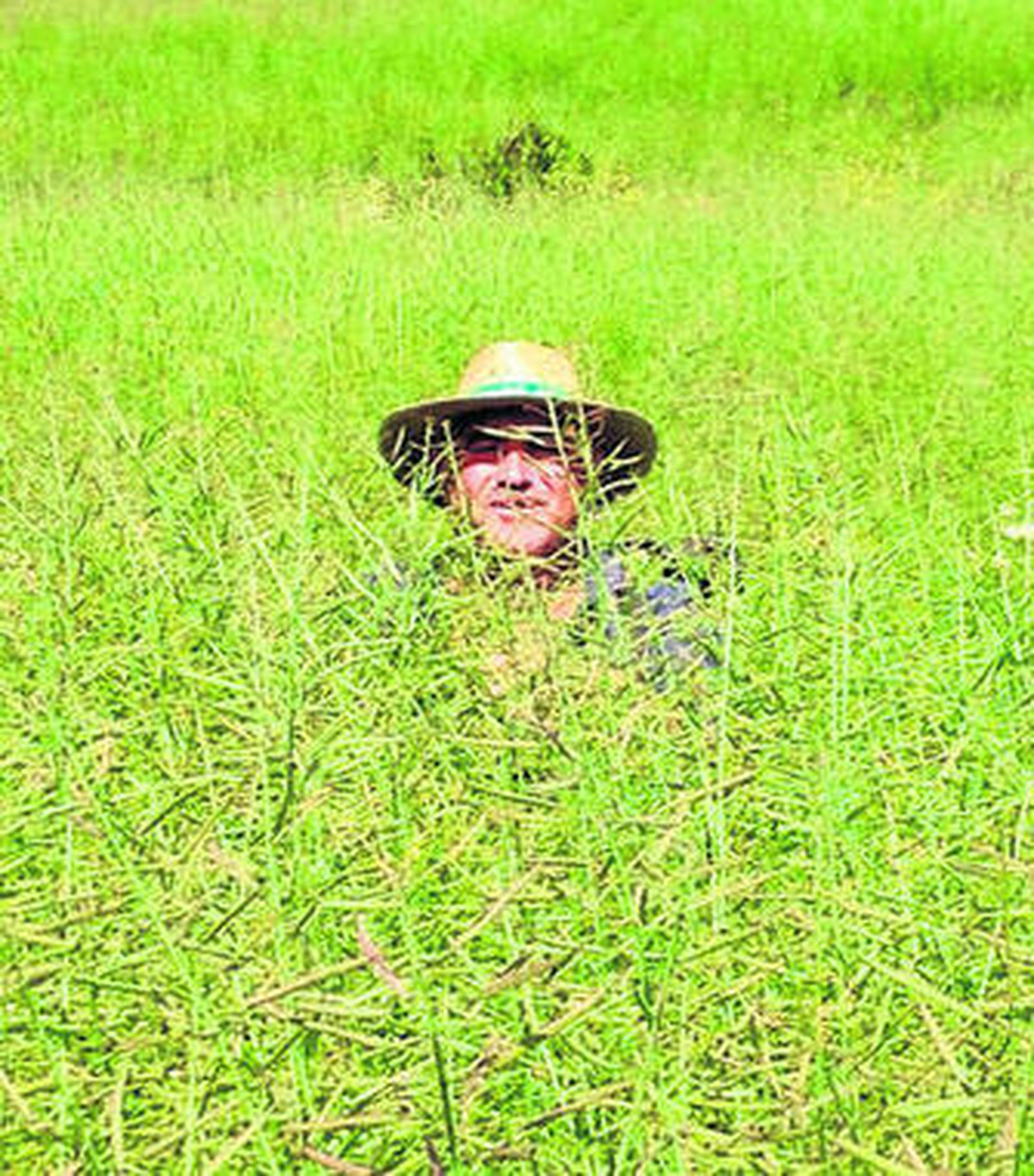 Colza: de aceite maldito a cultivo con futuro