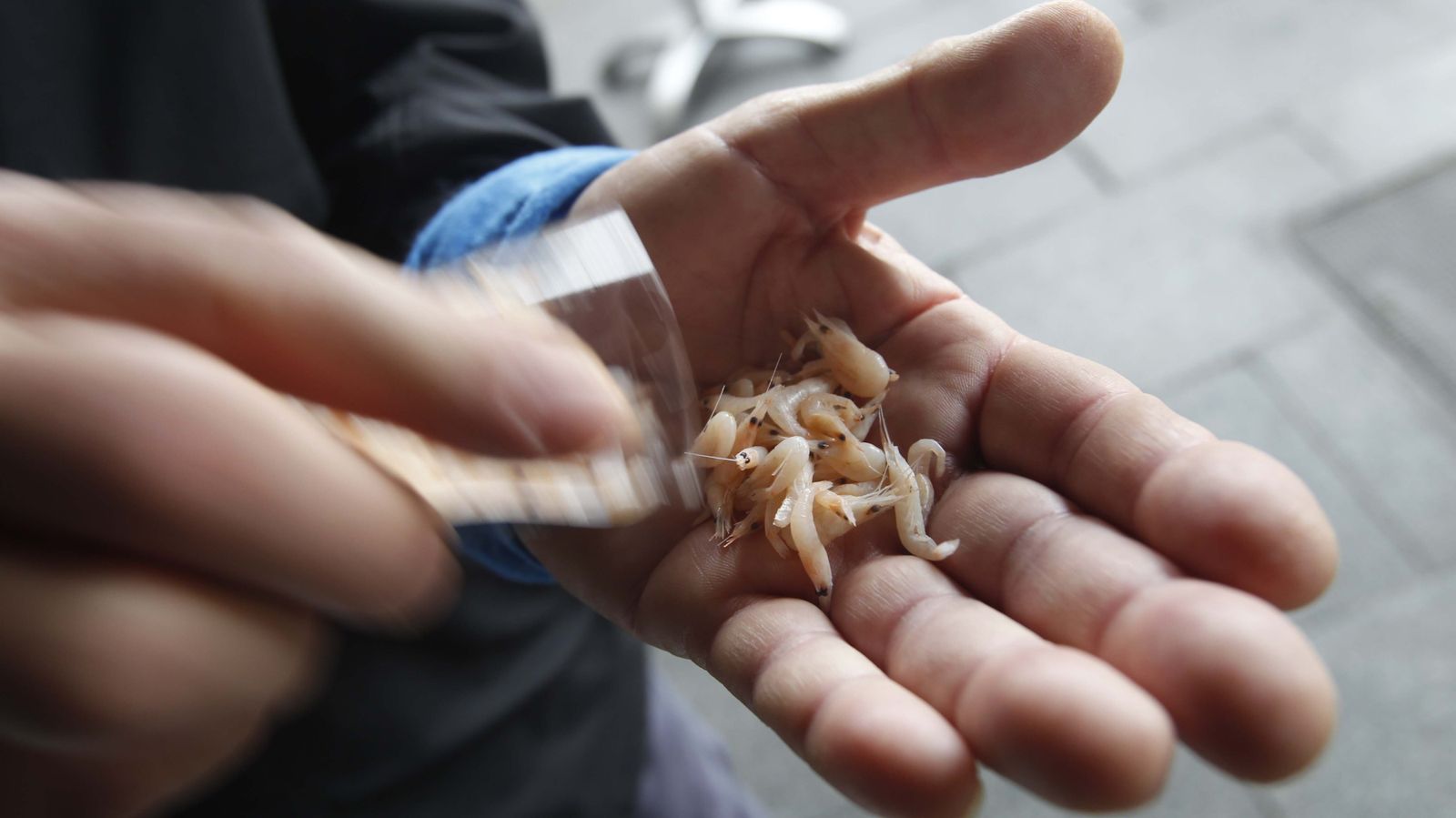 Las fotos del Camarón Fest en el Mercado Ingeniero Torroja