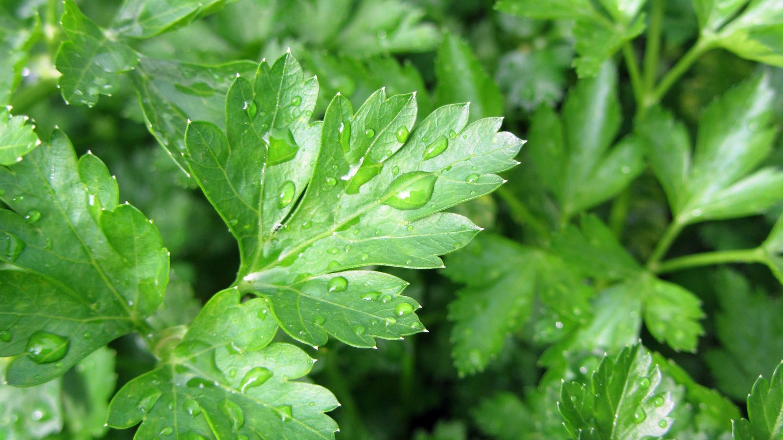 El perejil destaca por sus propiedades diuréticas, digestivas, remineralizantes y como protector de los vasos sanguíneos.