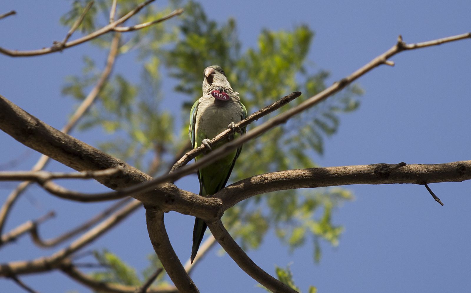 Un ejemplar de cotorra de kramer posada en una rama