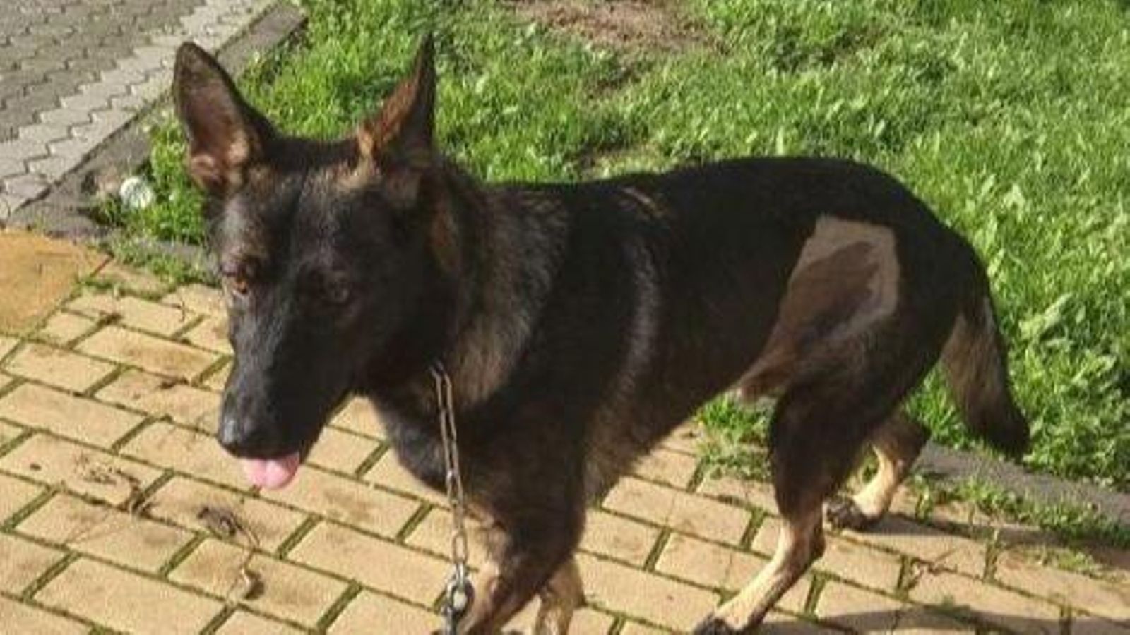 Rufo sobrevivió a una infección bacteriana.