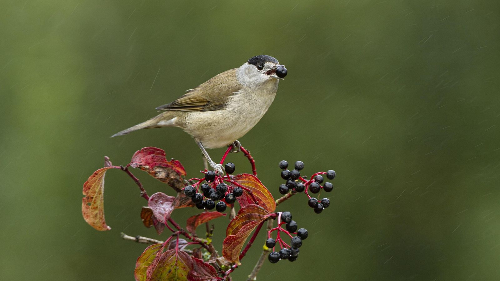 Un ave se alimenta de frutos carnosos.