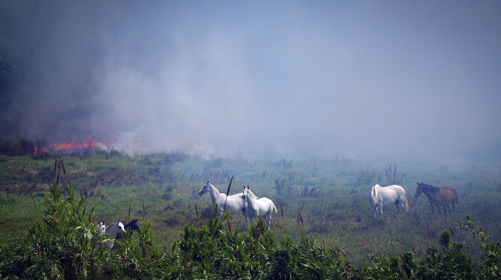 Muere un caballo después de que la manada fuese liberada