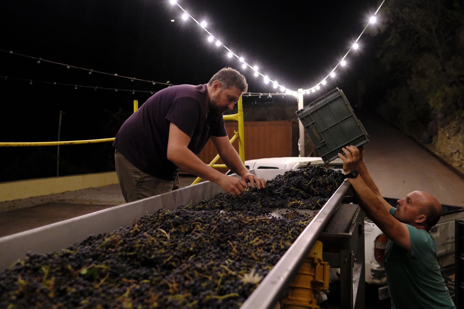Vendimia nocturna en Ronda, en fotos