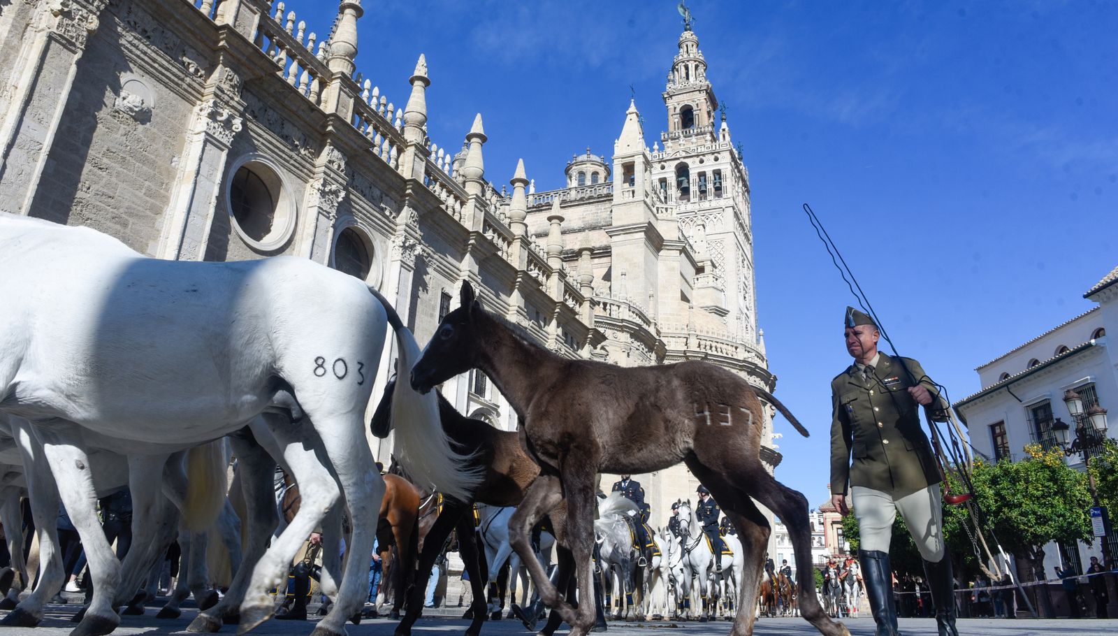Caballería y guías caninos de la Policía Nacional celebran el patrón de los animales