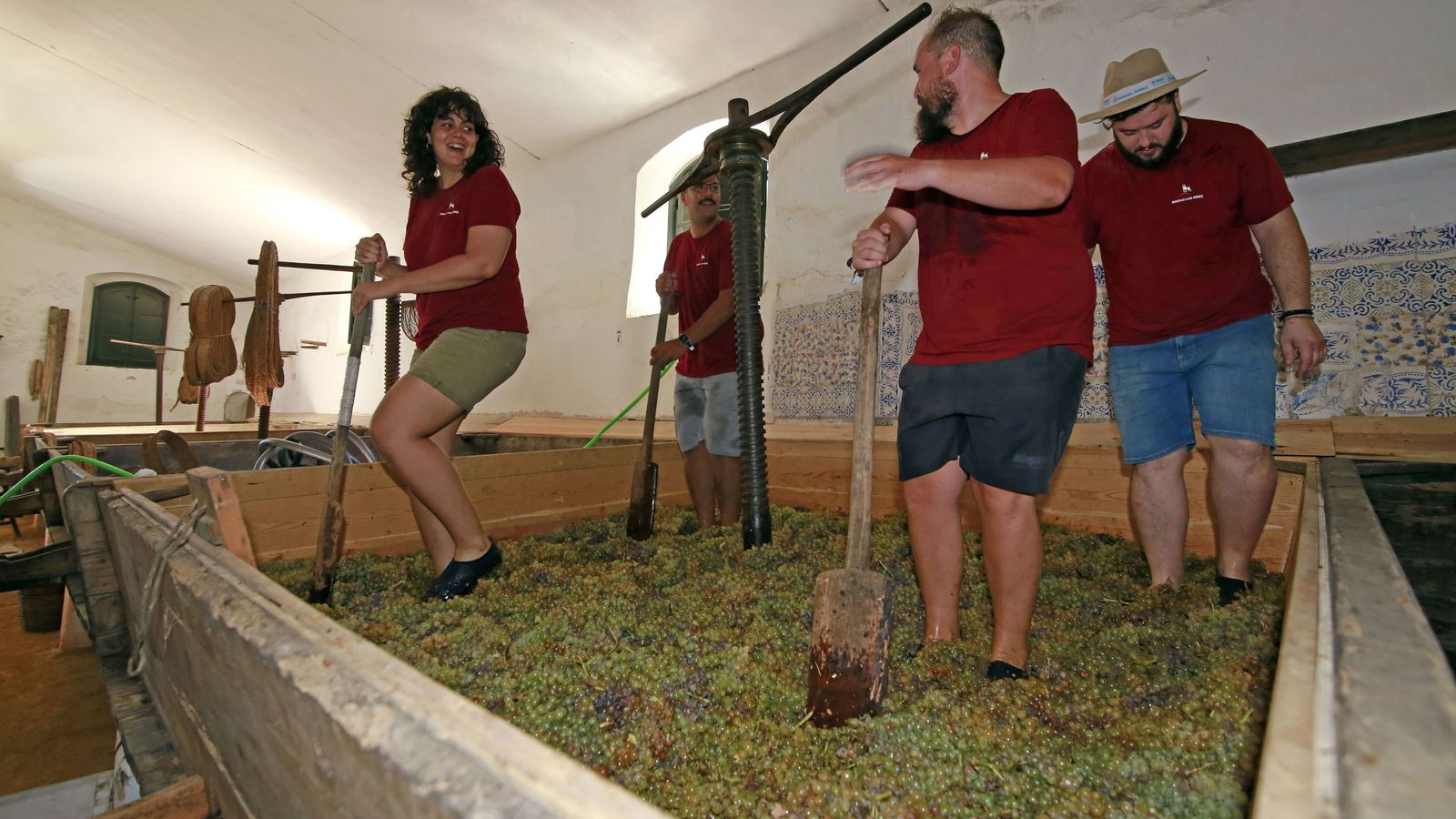 Vendimia y pisa de la uva tradicional en Viña El Corregidor de Bodegas Luis Pérez