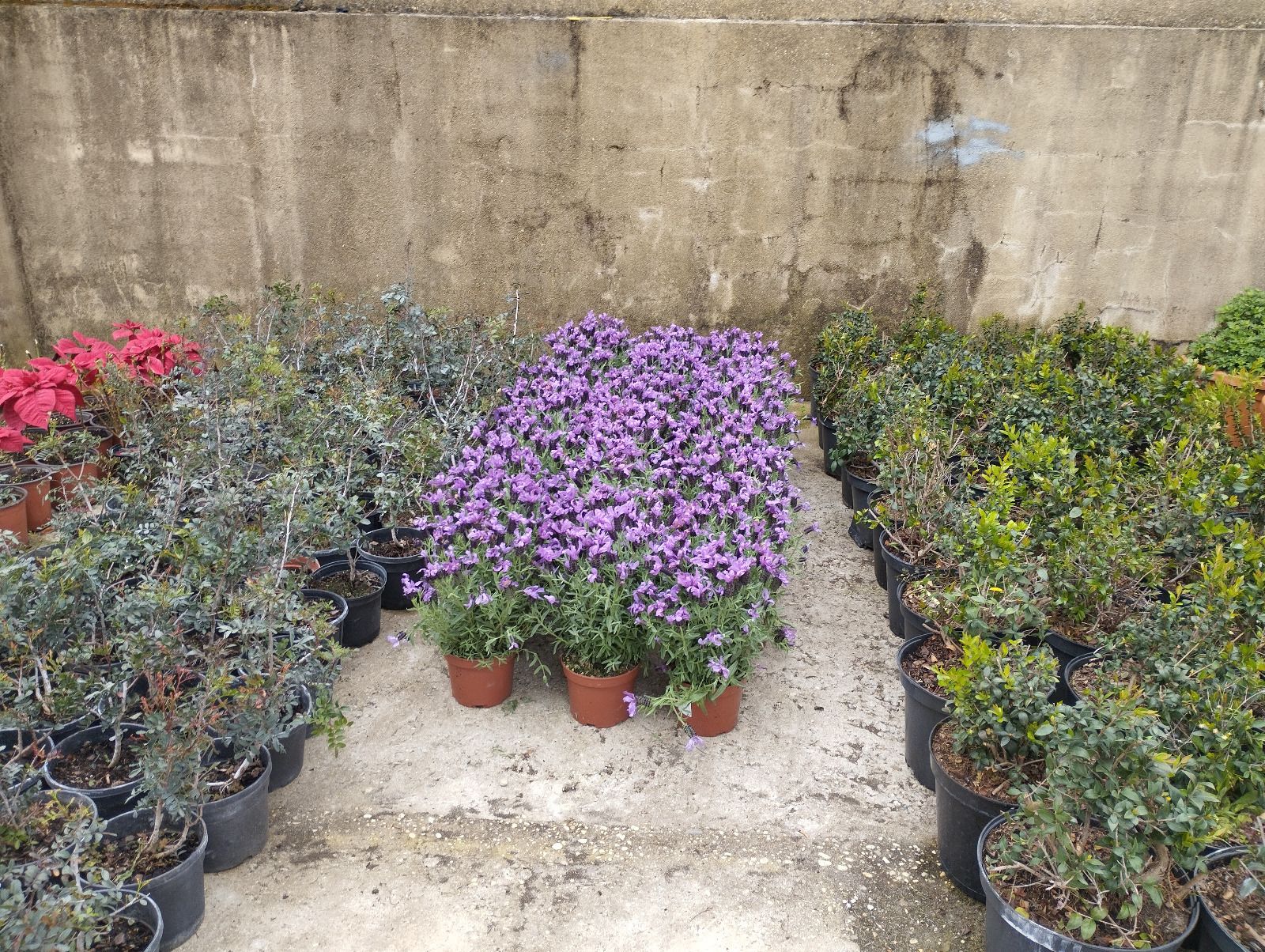 Hasta 3.000 flores colorearán Huelva desde la Avenida de Andalucía hasta la Plaza de las Monjas