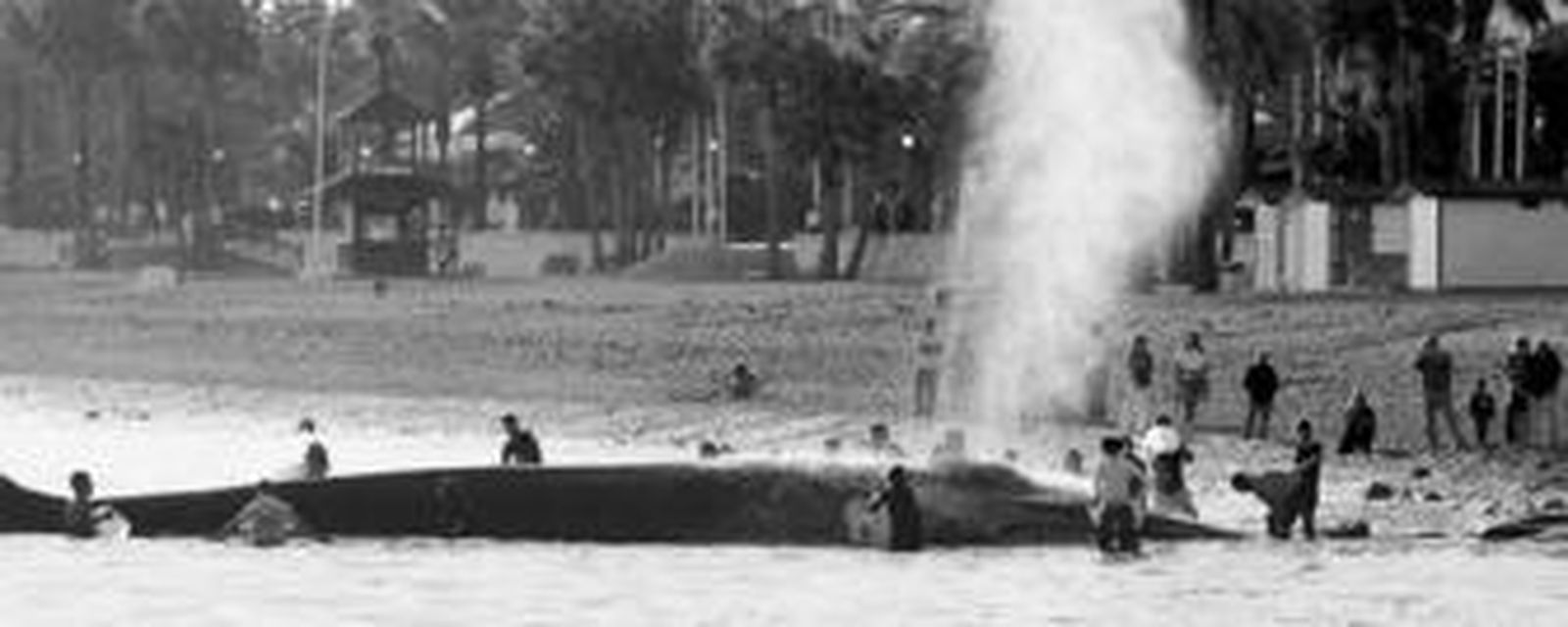 Decenas de voluntarios intentaron ayer atender a la ballena en la playa de San Pedro.