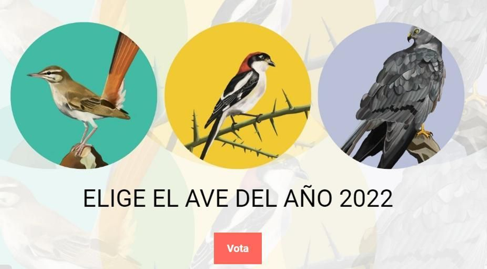 El aguilucho cenizo, el alcaudón común y el alzacola rojizo, especies candidatas para ser Ave del Año en 2022