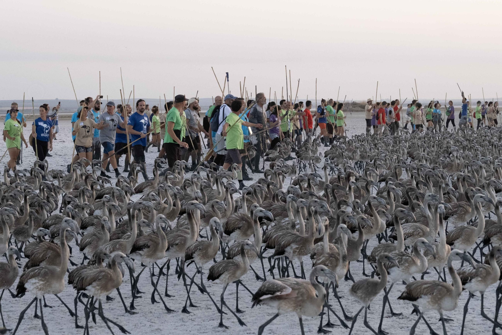 Anillamiento de flamencos en la Laguna de Fuente de Piedra, en imágenes