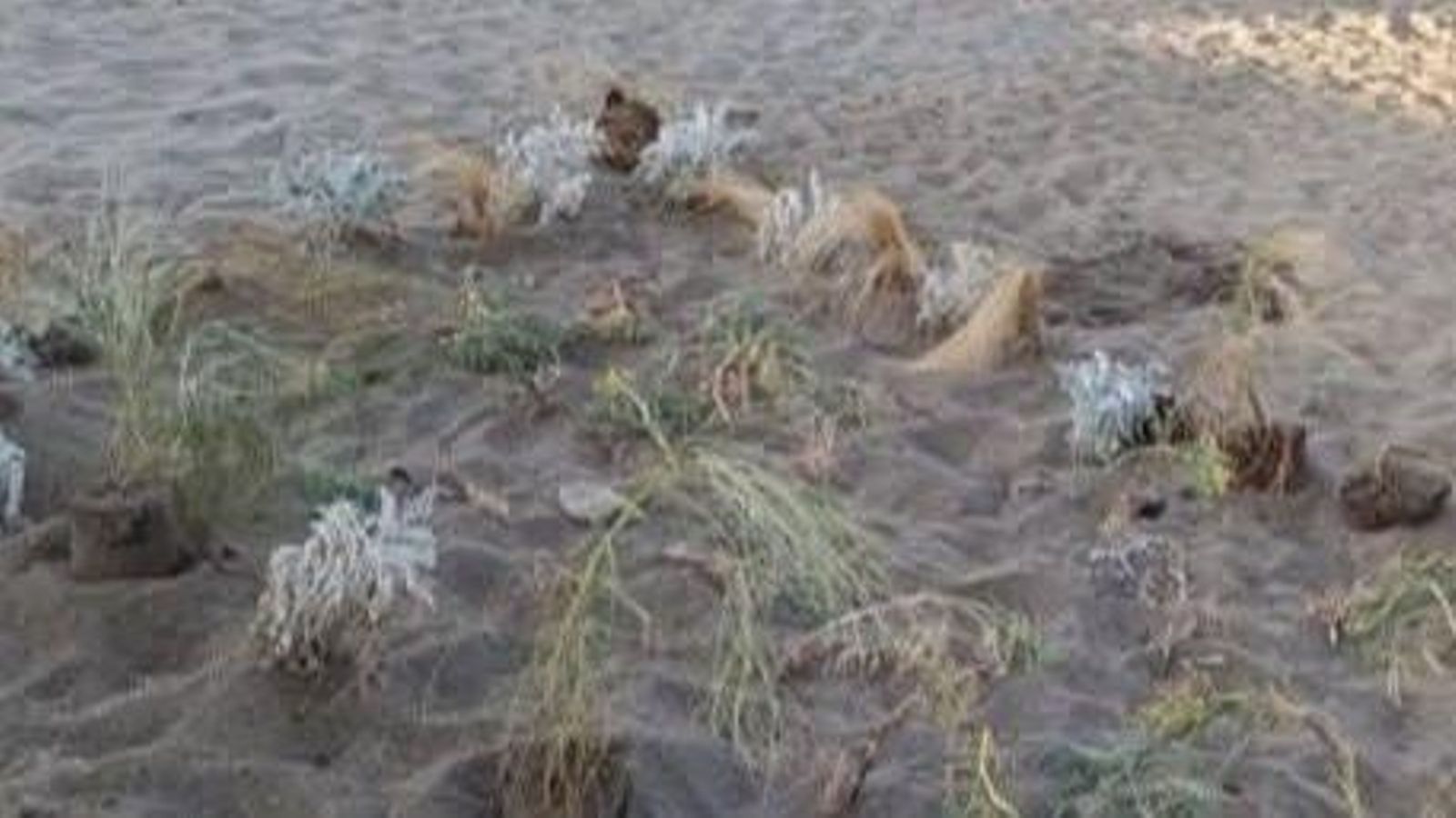El oasis, "después", en una de las imágenes compartidas por el concejal