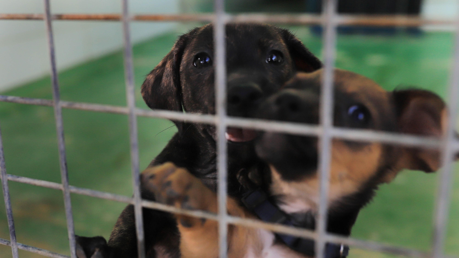 La protectora 'No me abandones' tiene 80 perros wue buscan un hogar