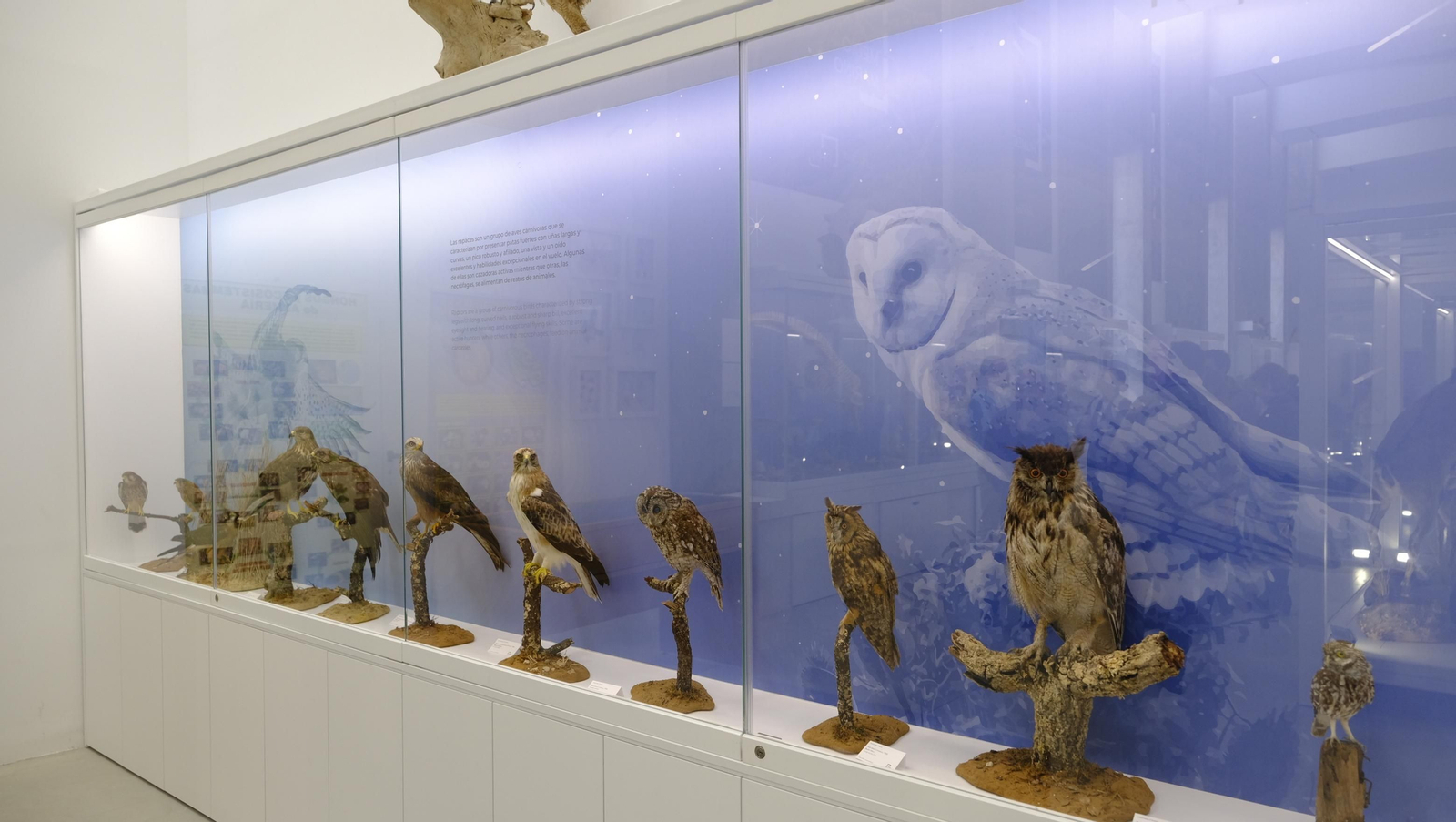 Descubre en estas fotos las maravillas que esconde el Pabellón de Historia Natural de la UAL