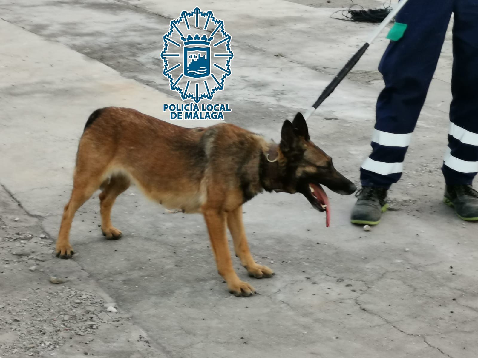 Uno de los perros que protagonizó el ataque