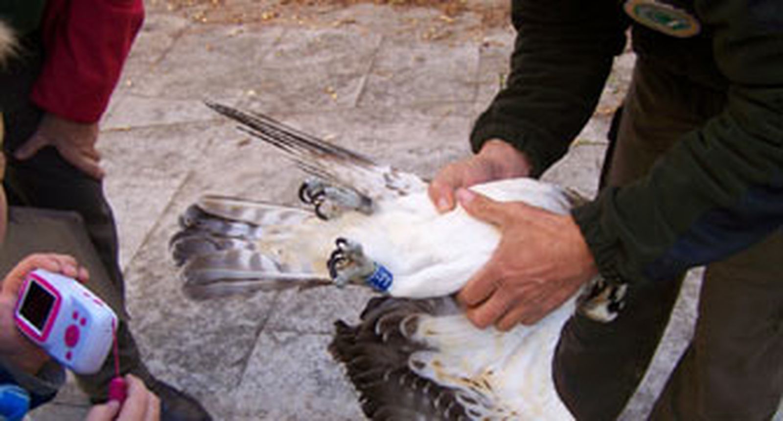 De Escocia al convento de San Clemente