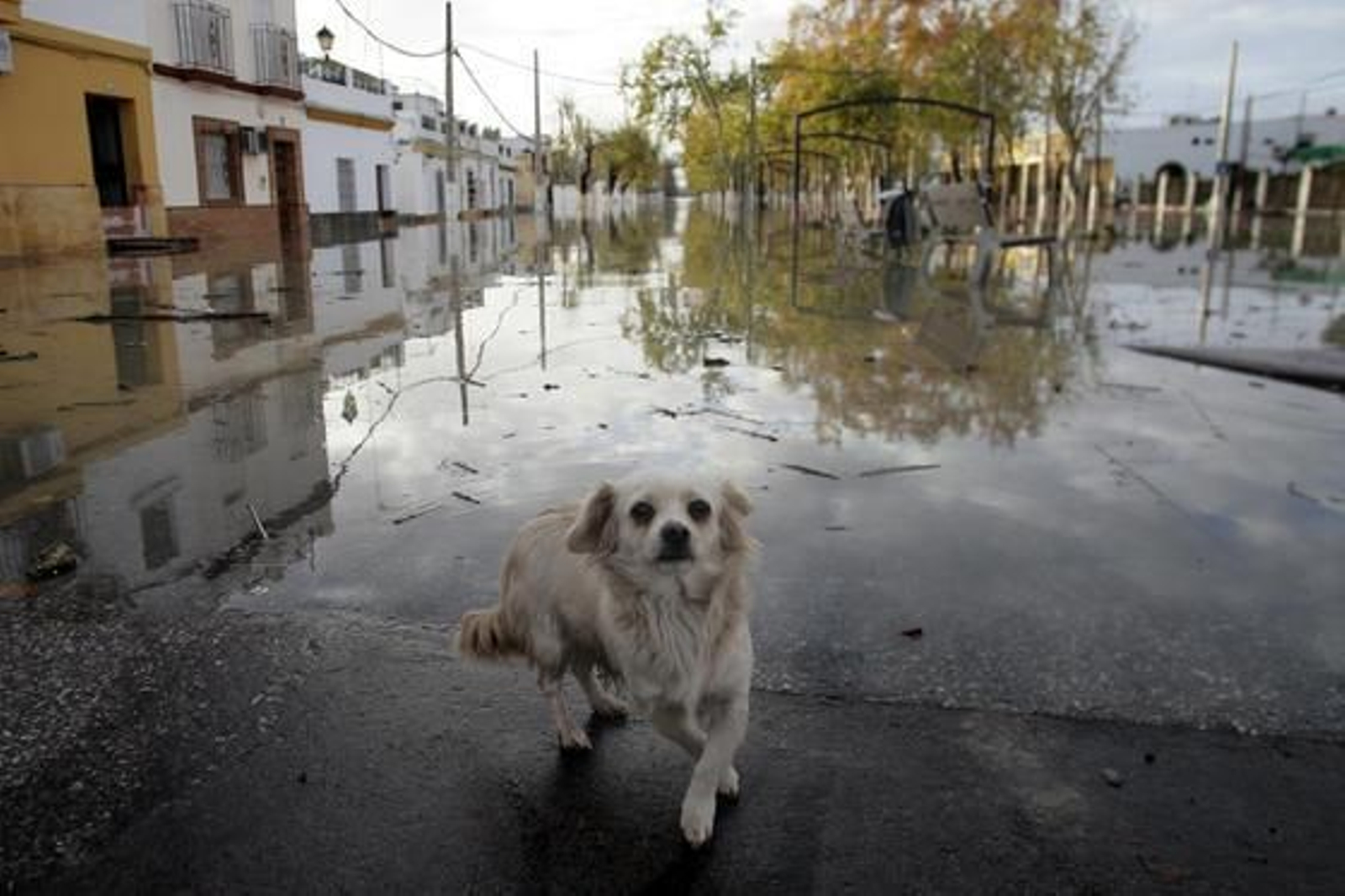 El Río Guadalquivir se desborda a su paso por Lora del Río.

Foto: Juan Carlos Muñoz