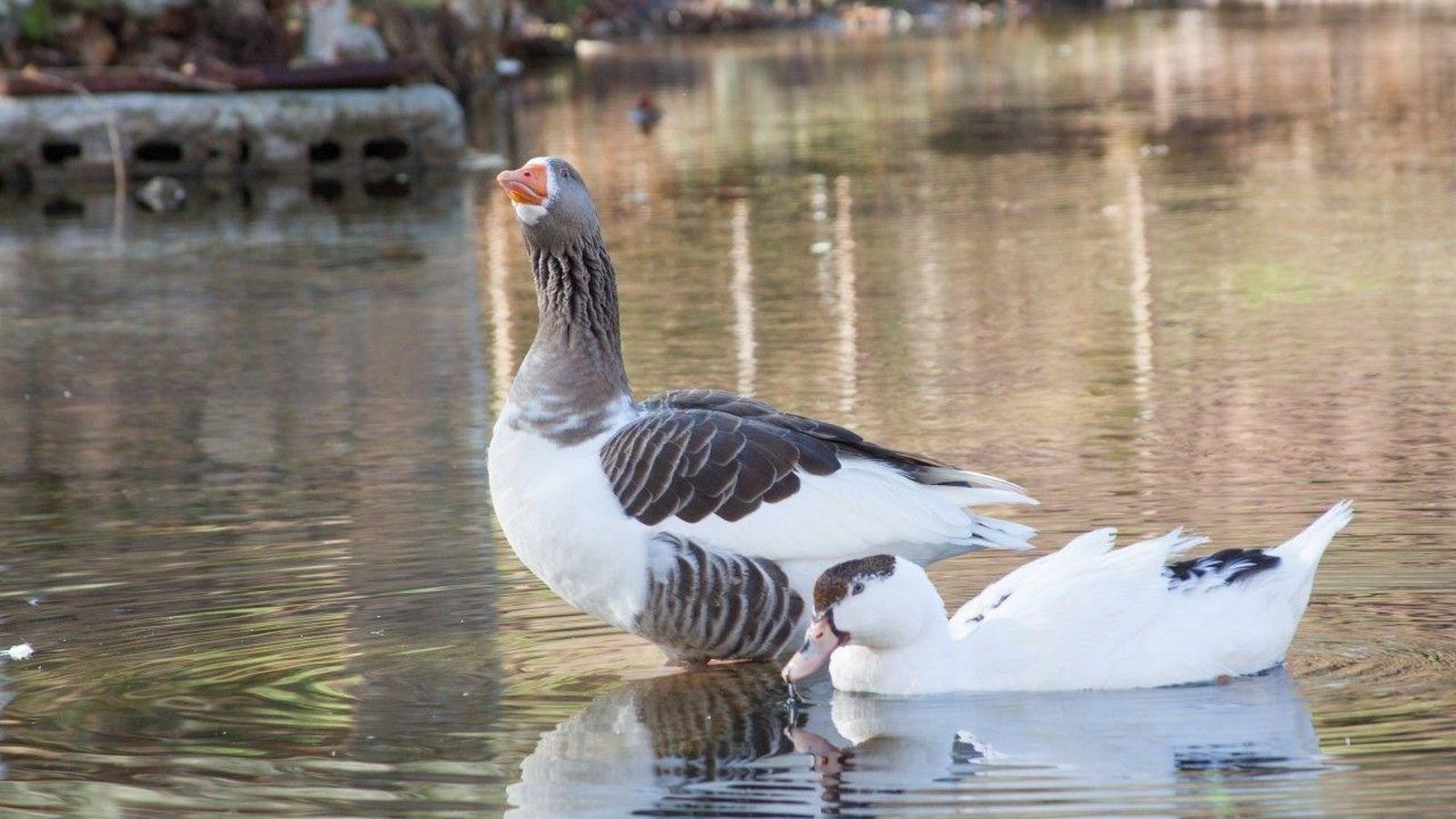 En la zona del río podrás encontrar patos y otros animales acuáticos. En la zona del río podrás encontrar patos y otros animales acuáticos.