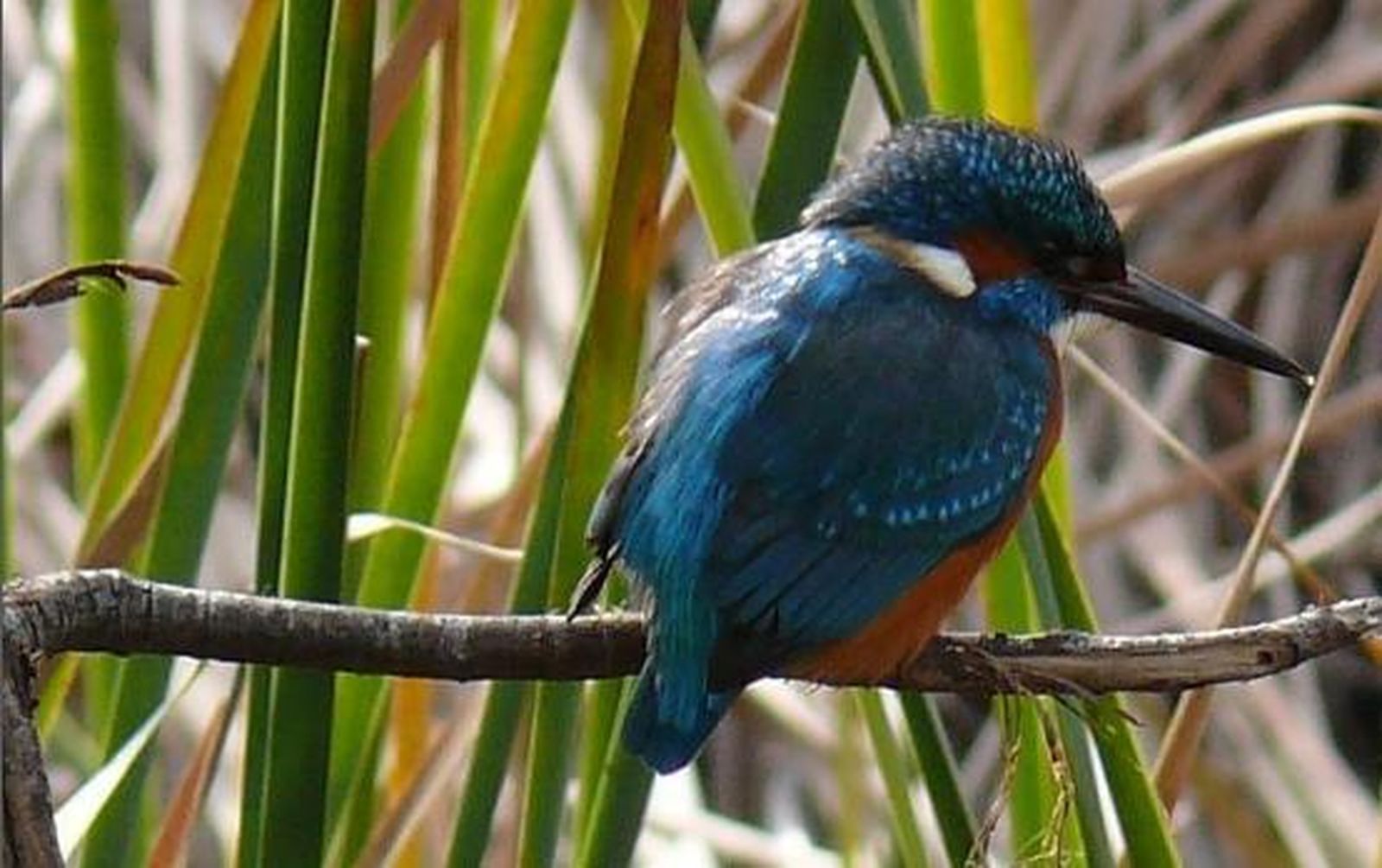 Un martín pescador captado desde el observatorio de aves del Parque del Alamillo
