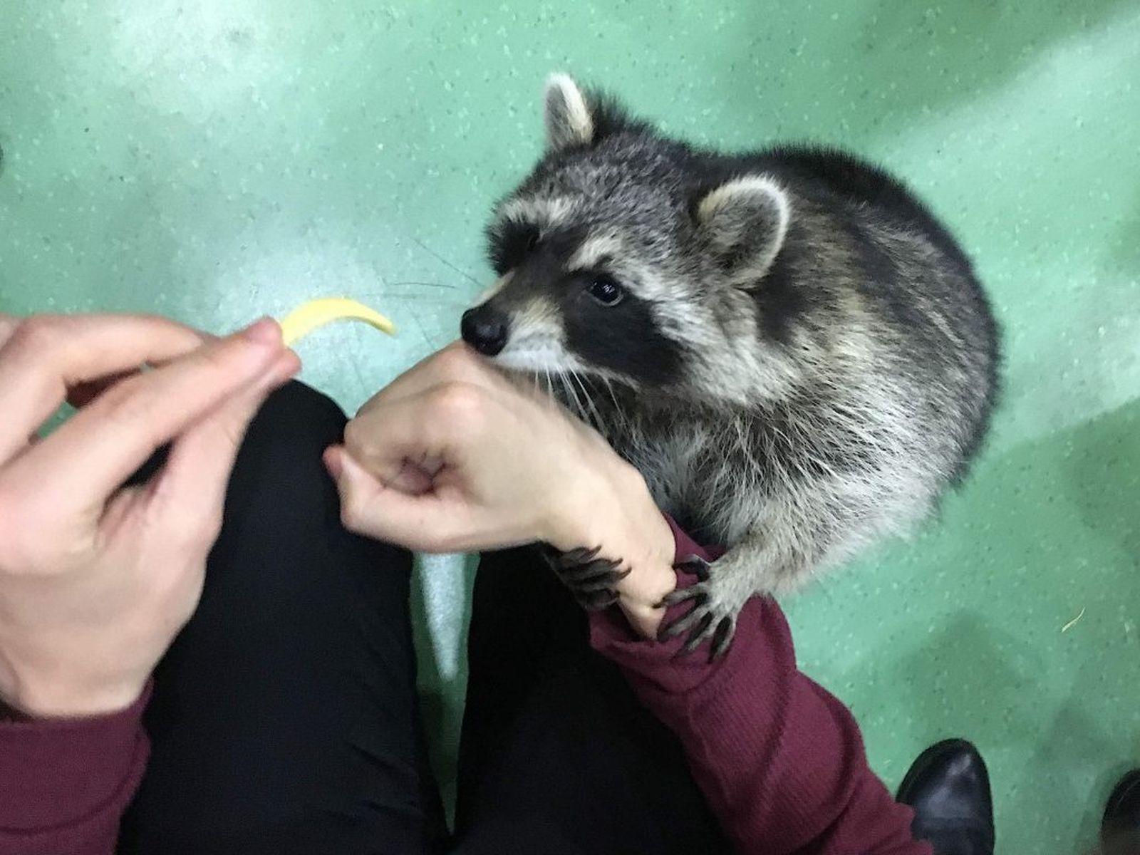 Un mapache es alimentado en uno de los cafés