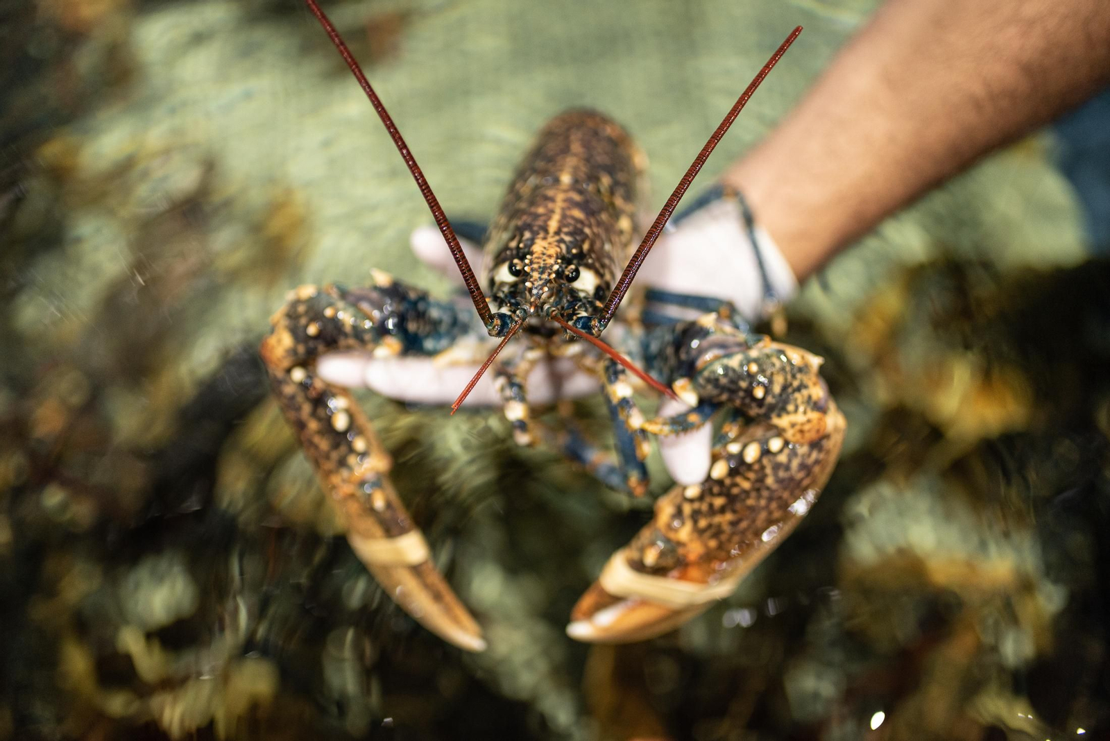 El marisco de Huelva, una joya gastronómica que enamora